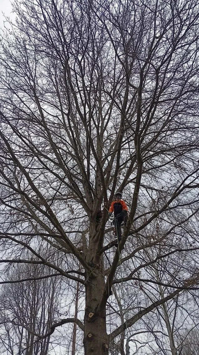 A person climbing a large leafless tree with a harness and ropes on a cloudy day.