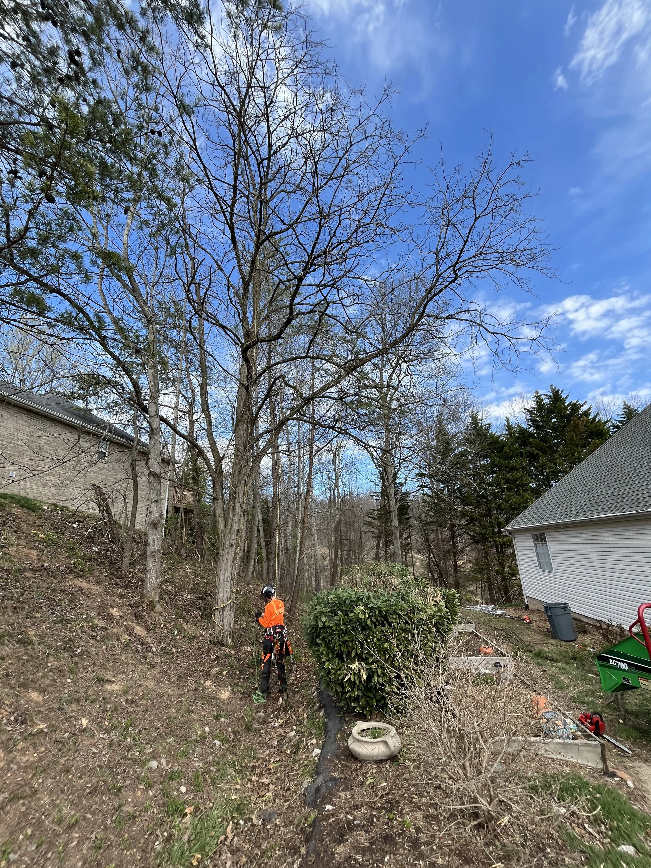 A person dressed in orange and wearing a helmet trimming a large tree in the backyard of a house during daylight. The yard has a bush, a tire planter, and a variety of yard tools and equipment.