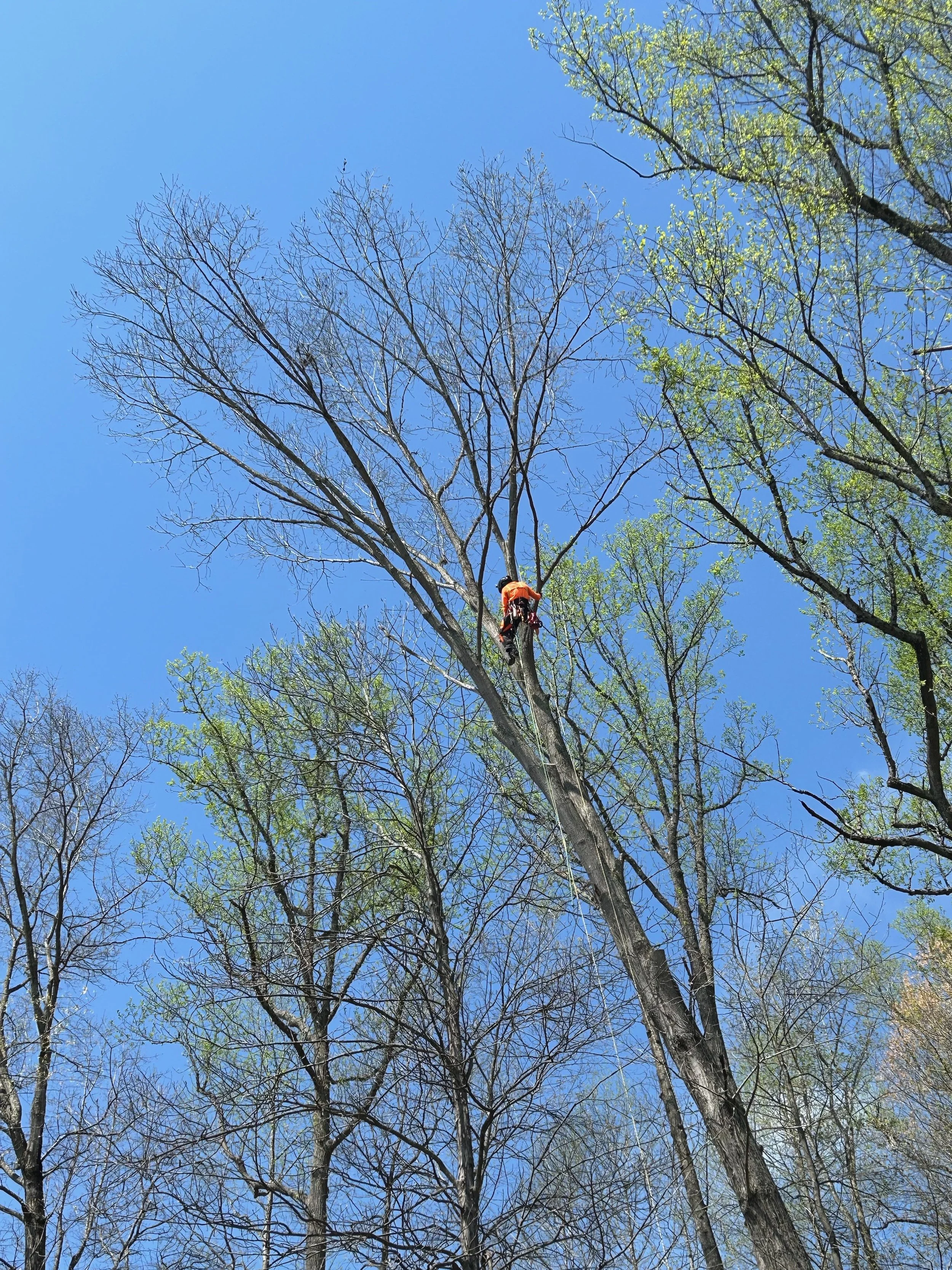A worker in an orange safety jacket and helmet climbing a tall leafless tree with some budding green leaves under a clear blue sky.