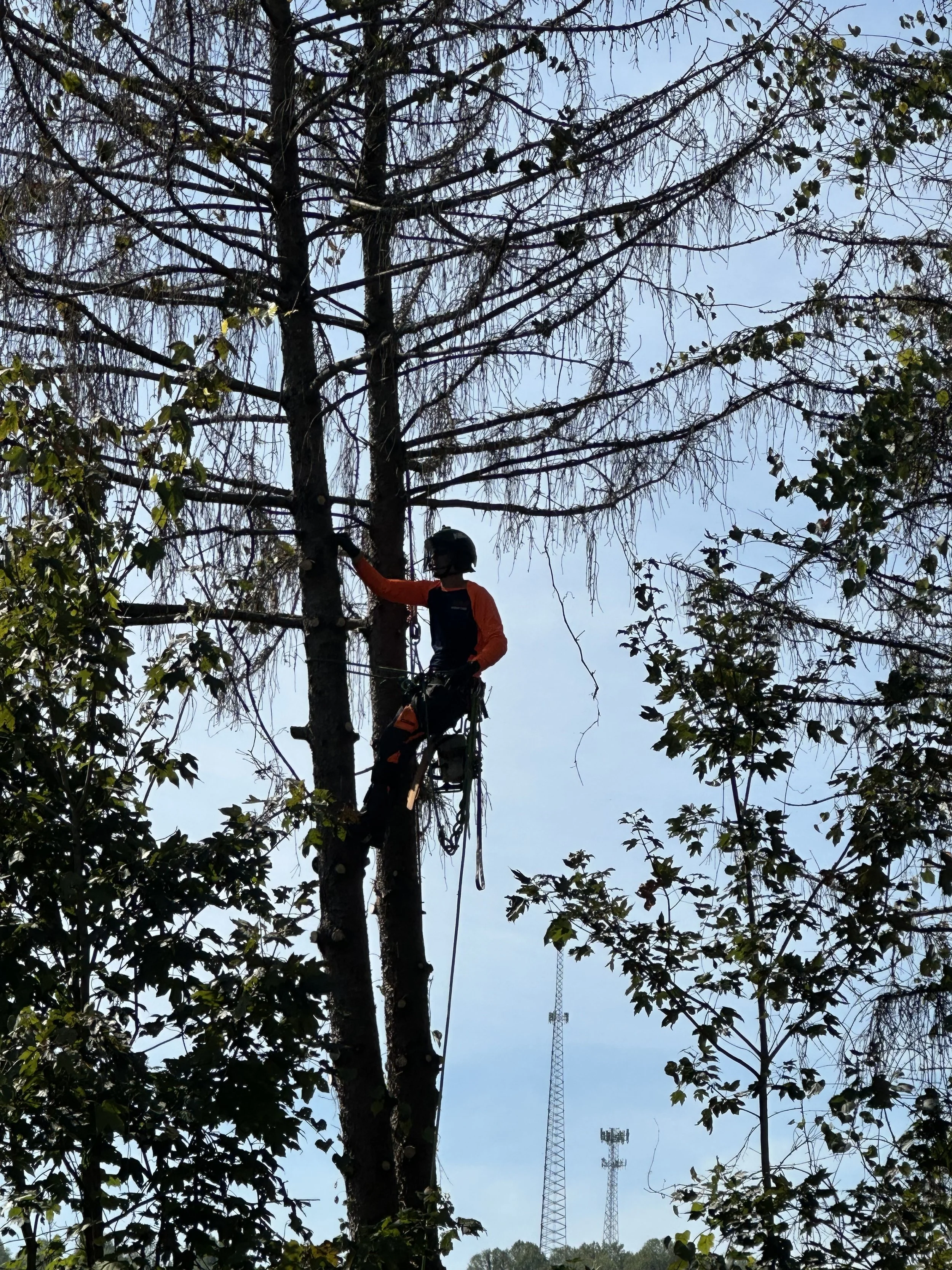 A person wearing a helmet and orange sleeves climbing a tall tree with a harness, surrounded by other trees, with communication towers visible in the background.