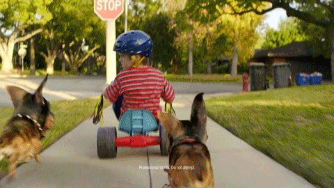 Audi Doberhuahua
 Creature 