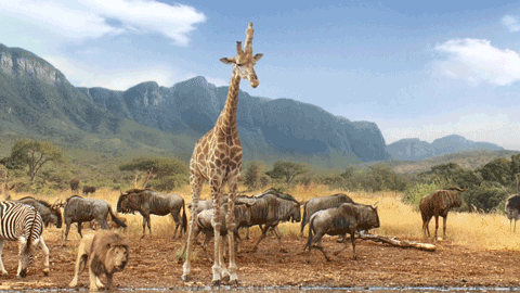 Travelers
Watering Hole
 Creature 