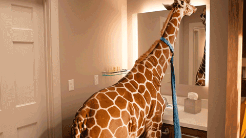 Marriott Residence Inn Giraffe 
 Creature 