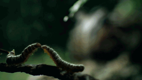 AMF Caterpiller
 Creature 