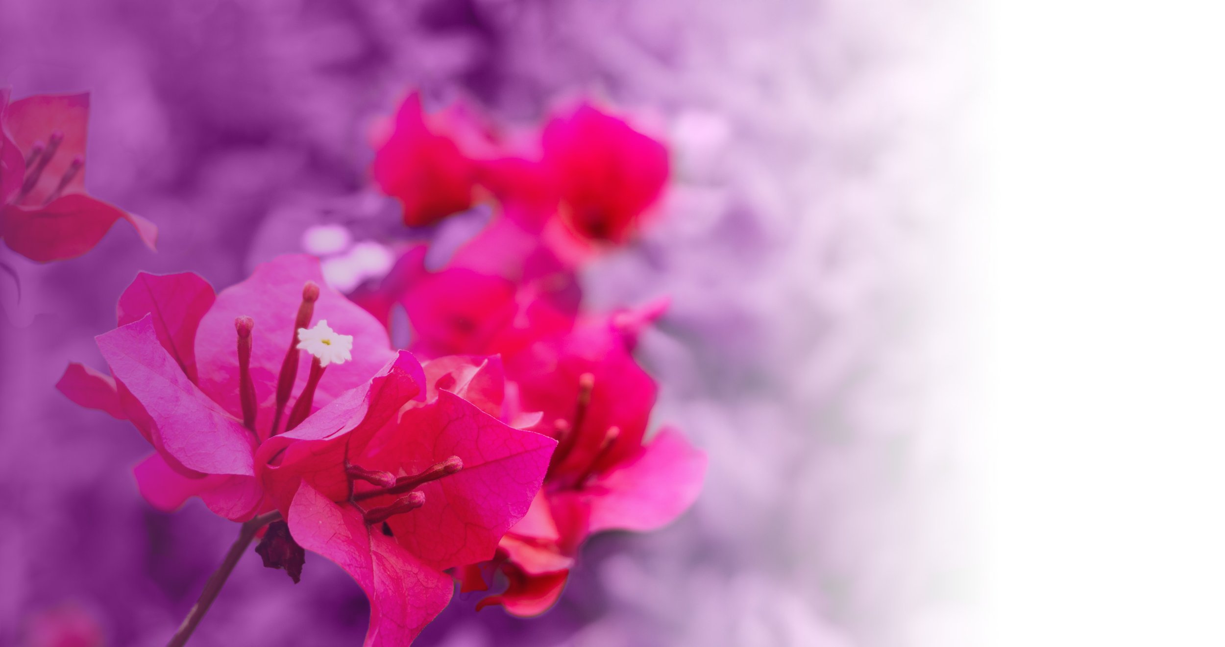 Fondo decorativo de buganvillas rosadas y moradas