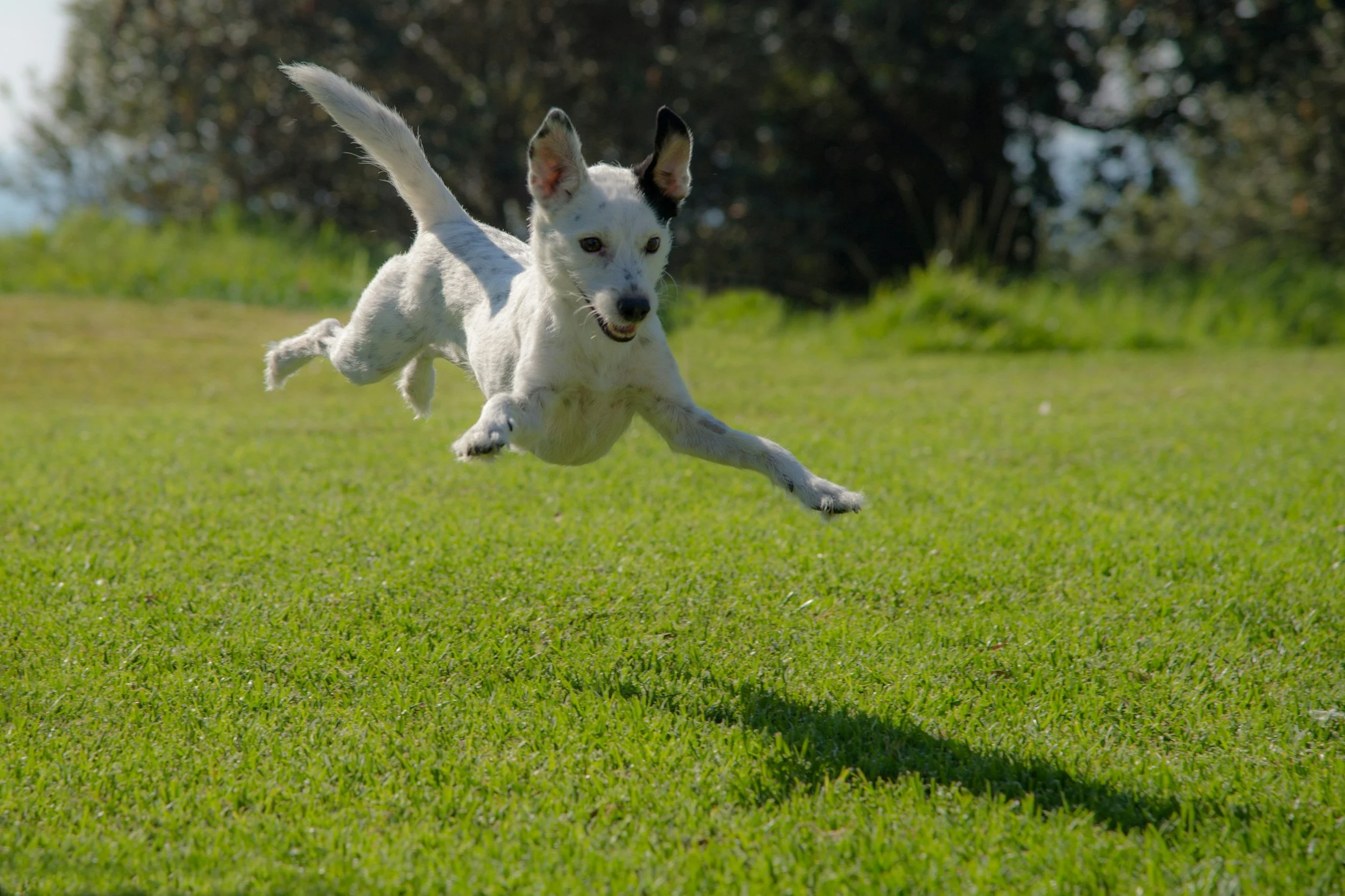 Why Your Dog “Forgot” Their Training