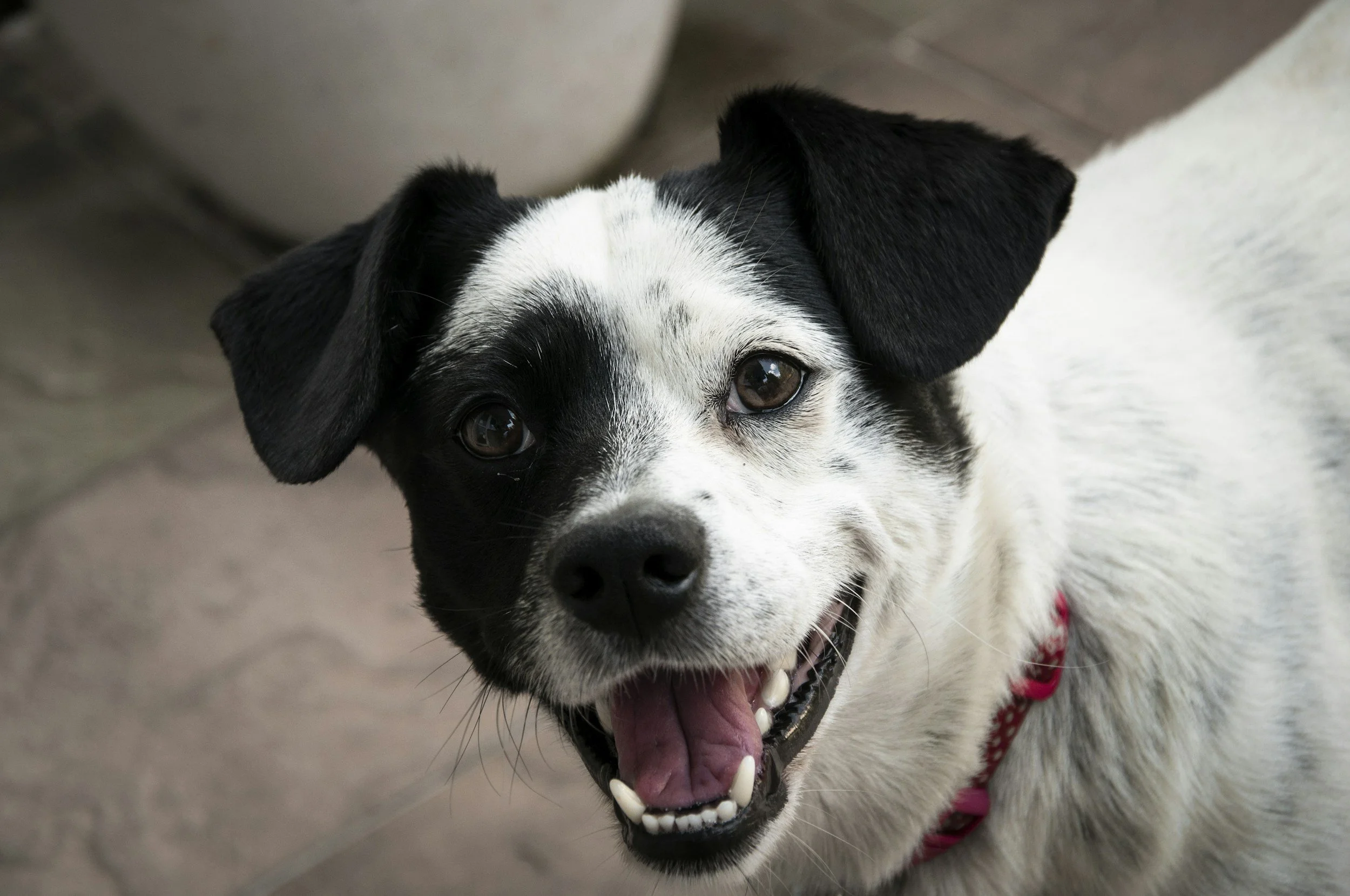Teenage Dogs Aren’t Defiant—They’re Developing