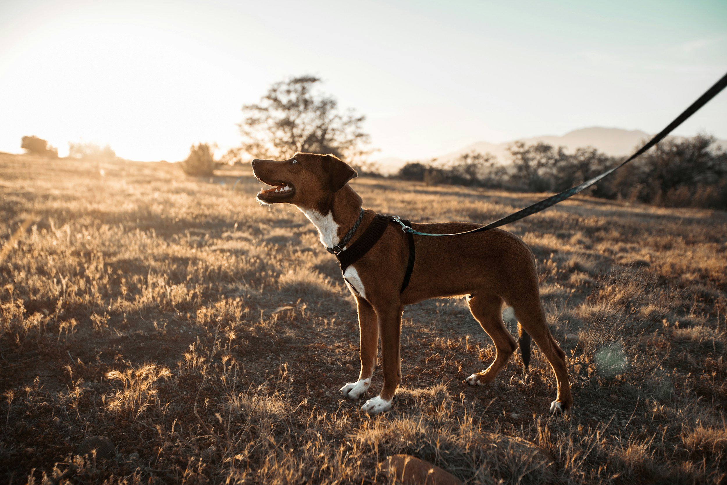 Management Is Not Failure in Dog Training