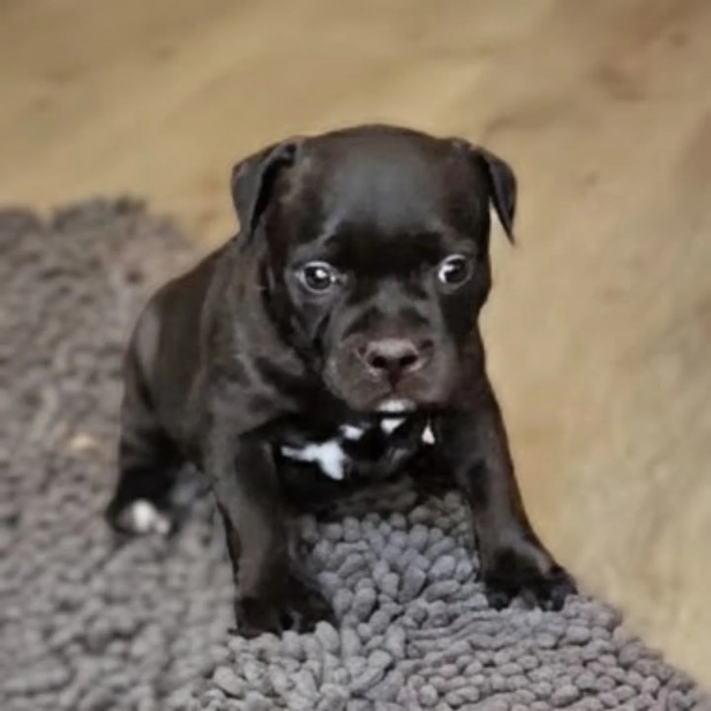 Why I Chose to Purchase a Puppy from an Ethical Breeder