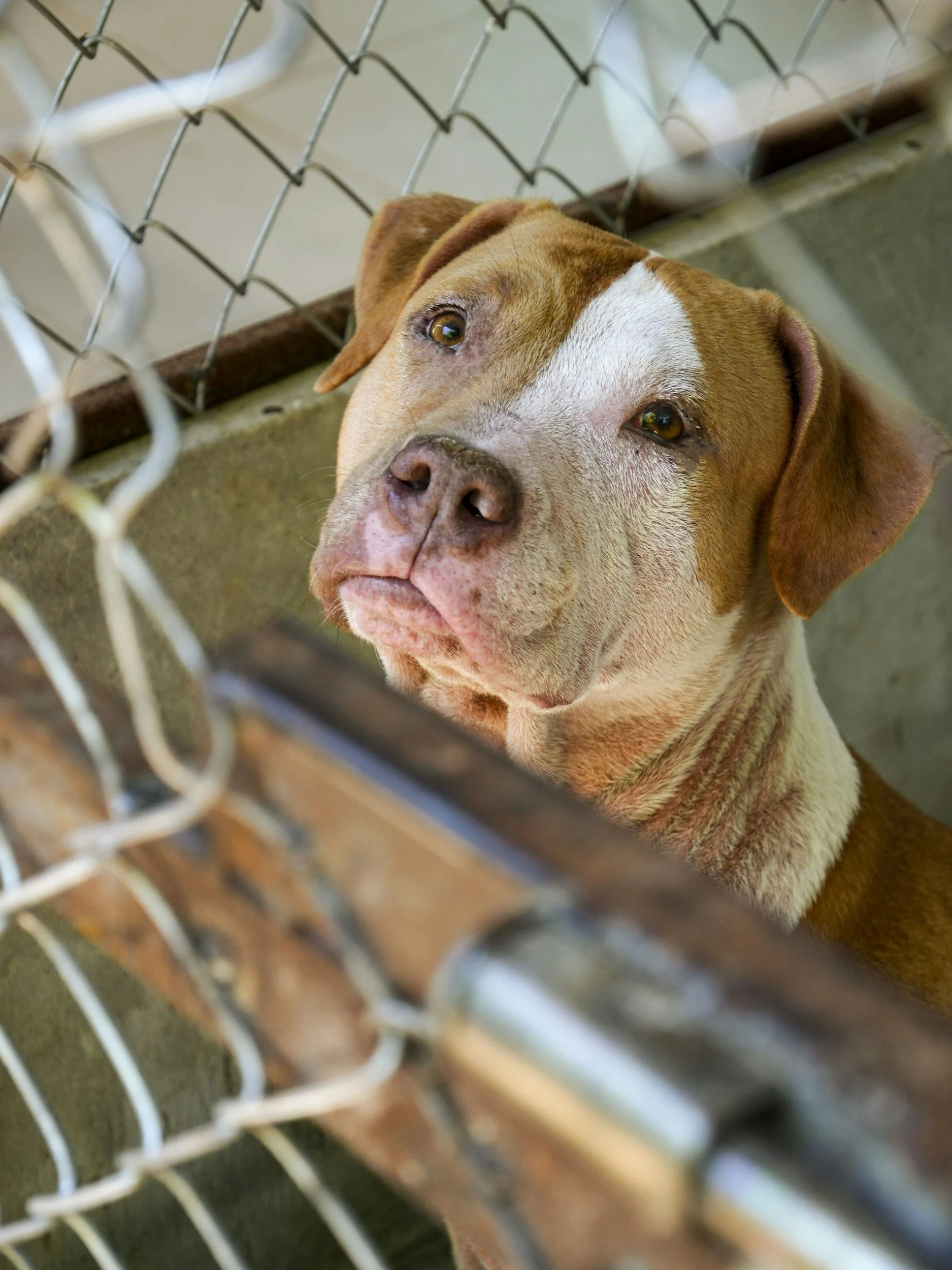 Ethical Dog Rescue Practices: What Responsible Rescues Should Be Doing (and What They Should Stop Doing)