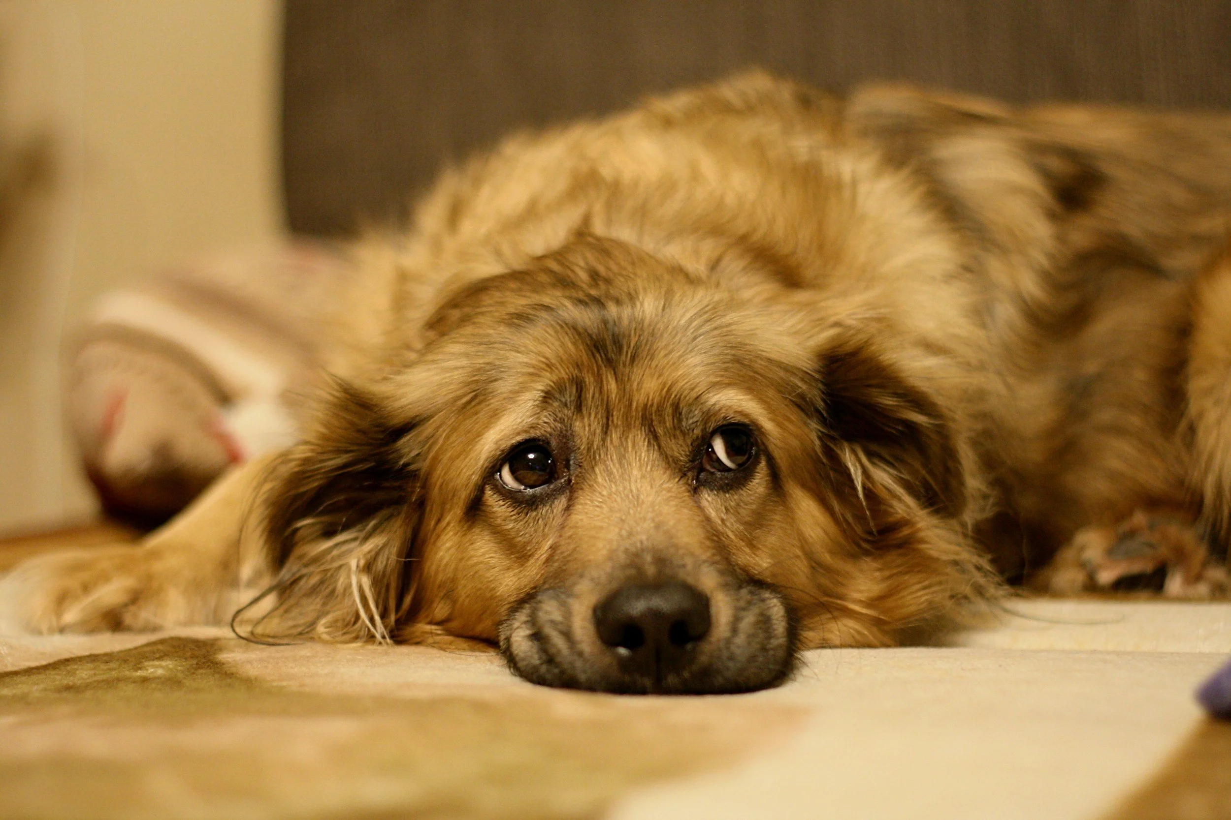 Fearful Dogs Aren't Just "Badly Socialized"
