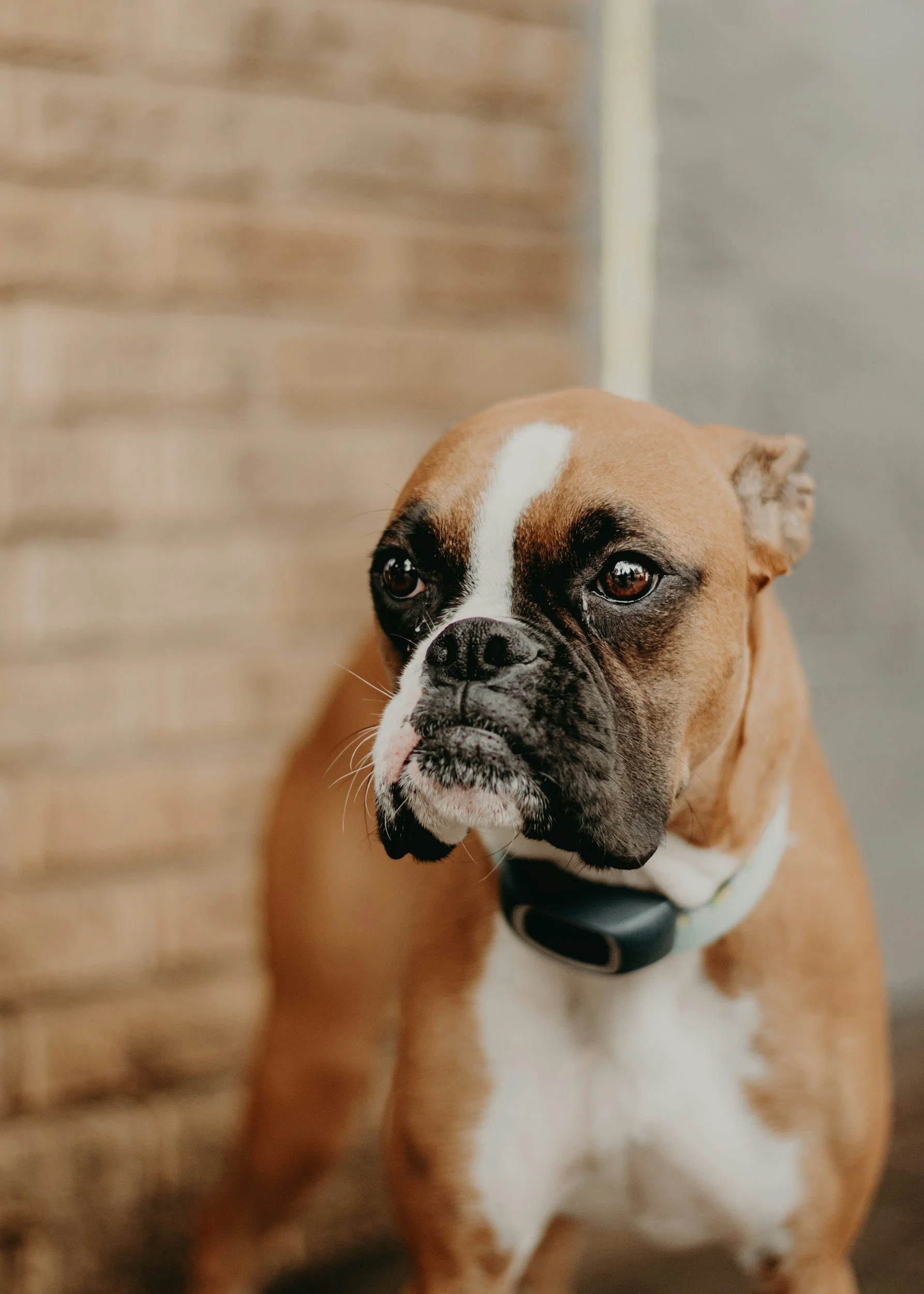 Why Quick Fixes Backfire in Dog Training