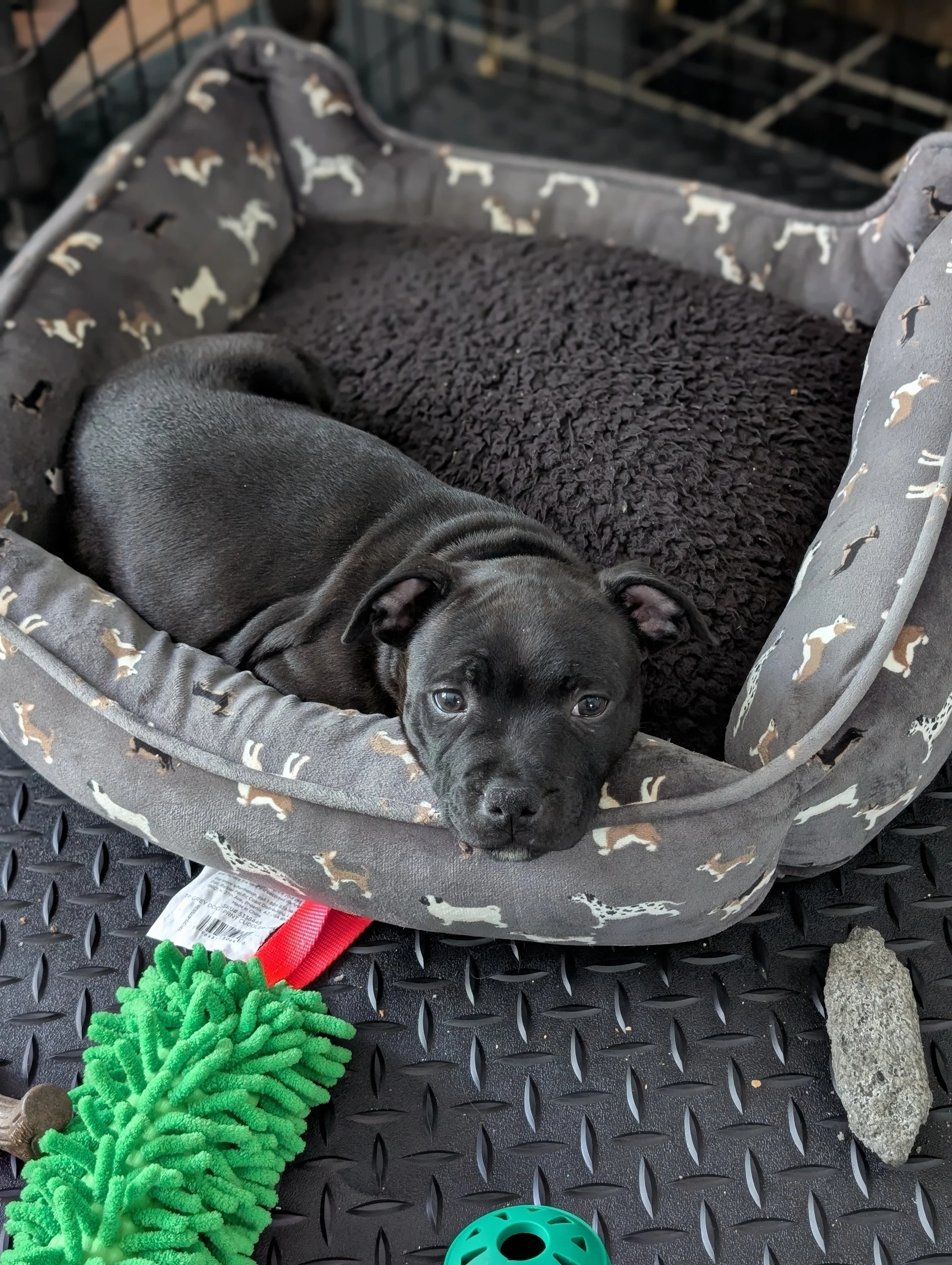 What I've Learned After 3 Weeks of Raising Elphie (Spoiler Alert: Puppies Are Tiny Chaos Goblins)