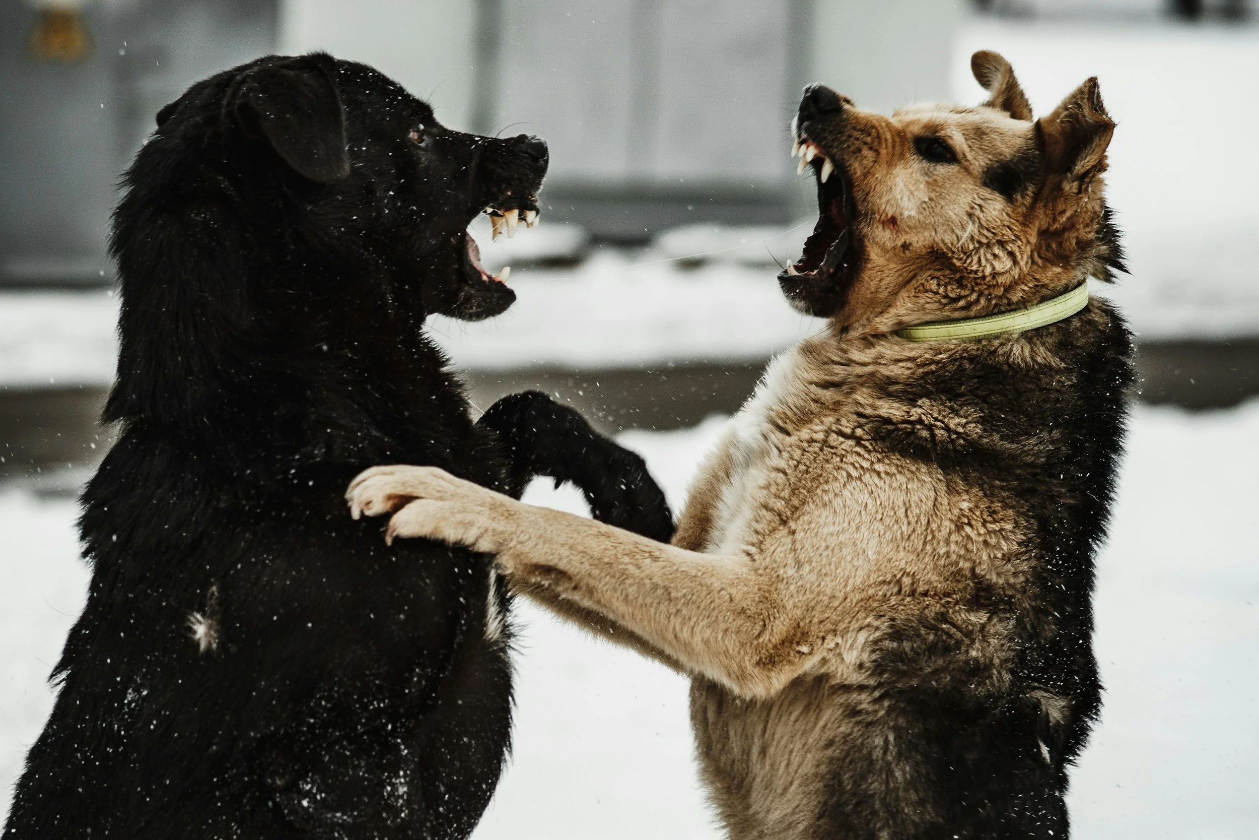 Why Dogs Fight in the Same Household