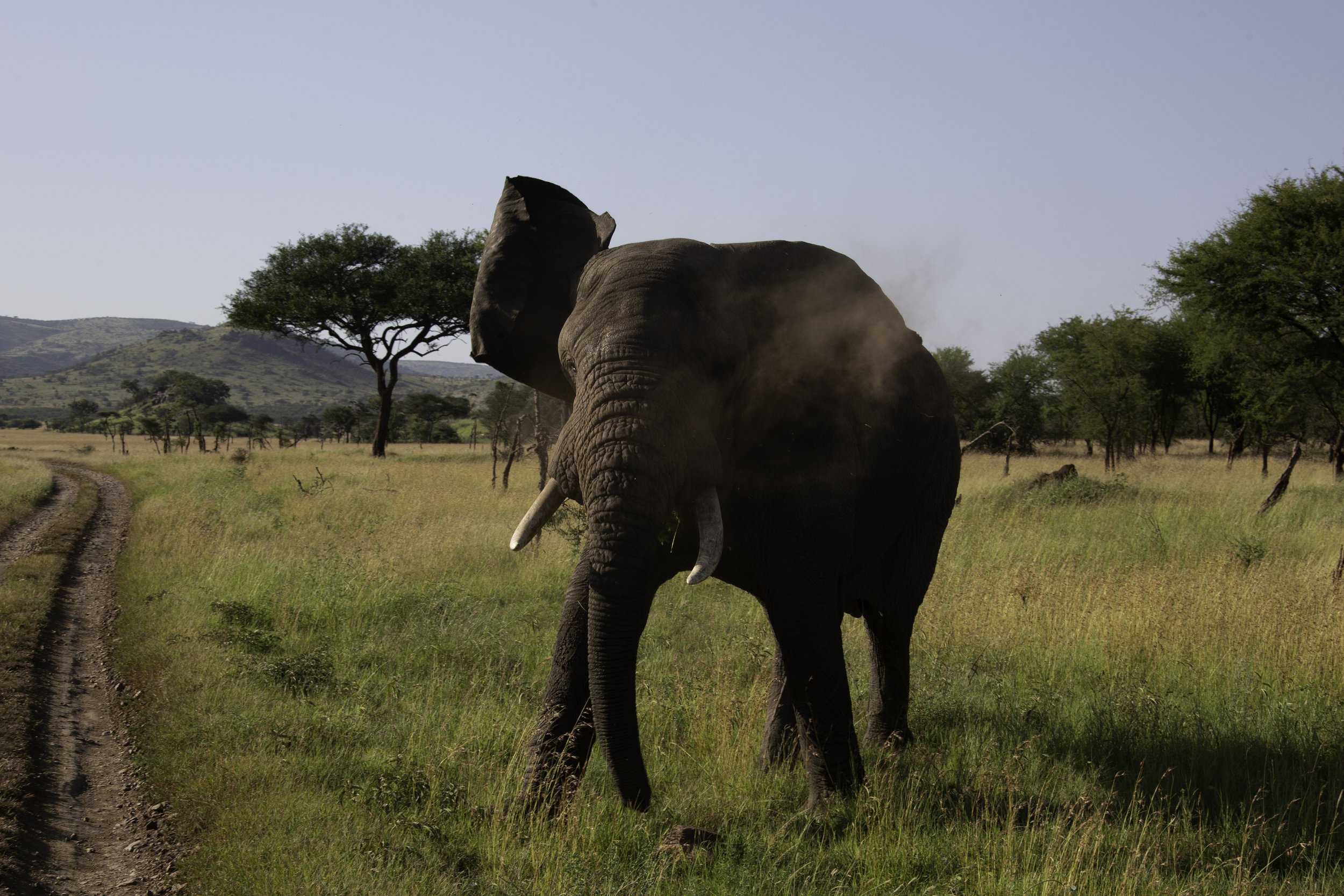 Safari: Serengeti National Park  (Soroi Lodge)