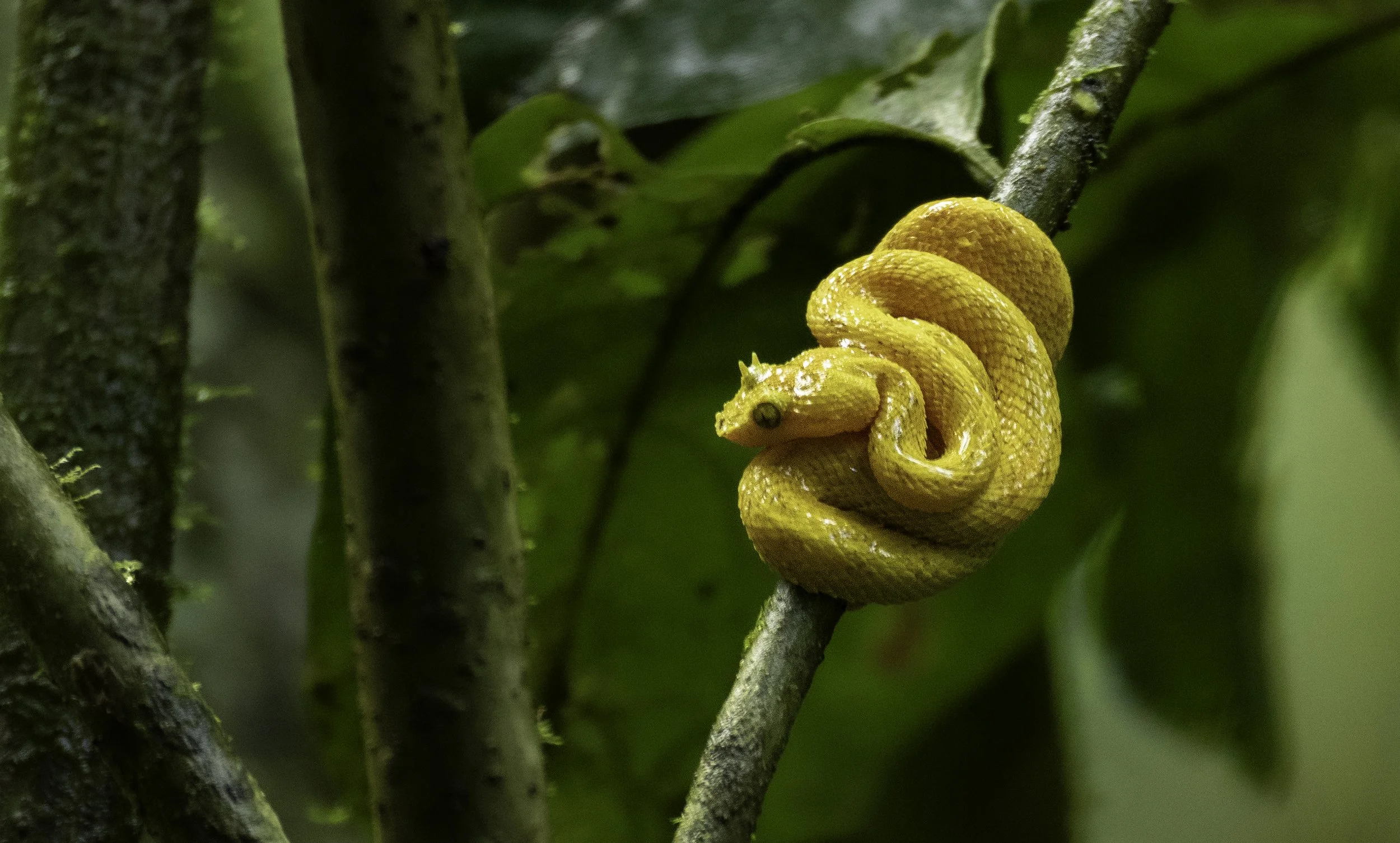 Mistico Arenal Hanging Bridges (Costa Rica)