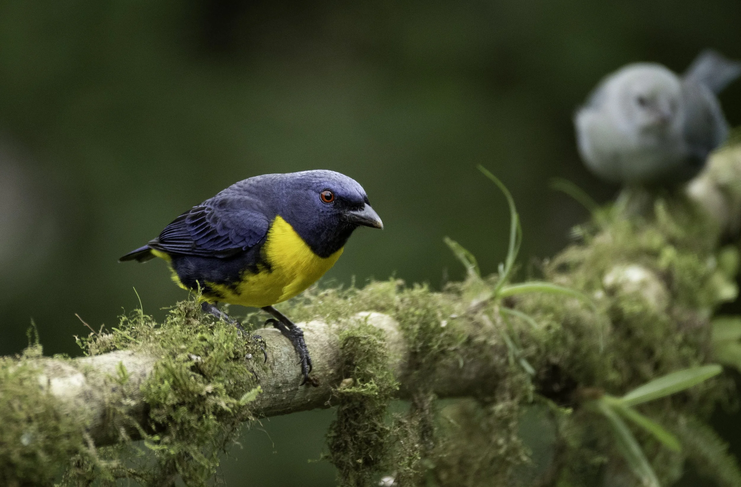 Central Pacific Coast via the Cloud Forest (Costa Rica)
