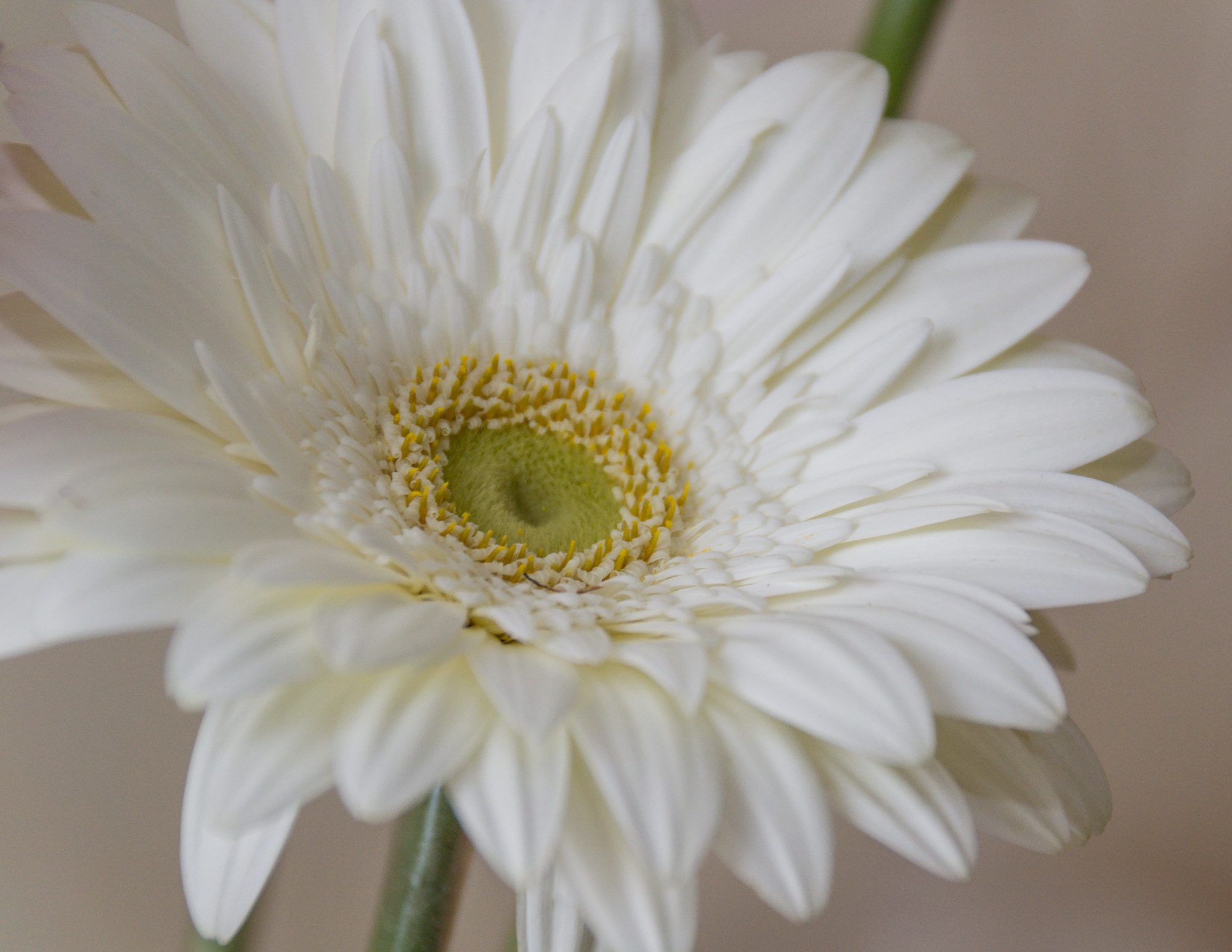Close-up of a white gerbera daisy flower with a green center and yellow stamens on a neutral background.