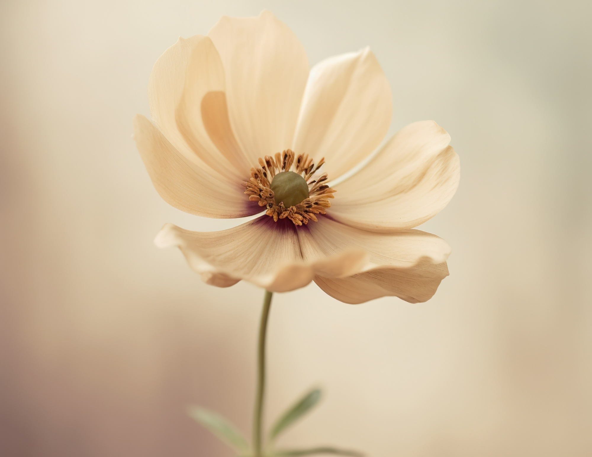 A close-up of a cream-colored poppy flower with a dark center and delicate petals against a soft, blurred background.