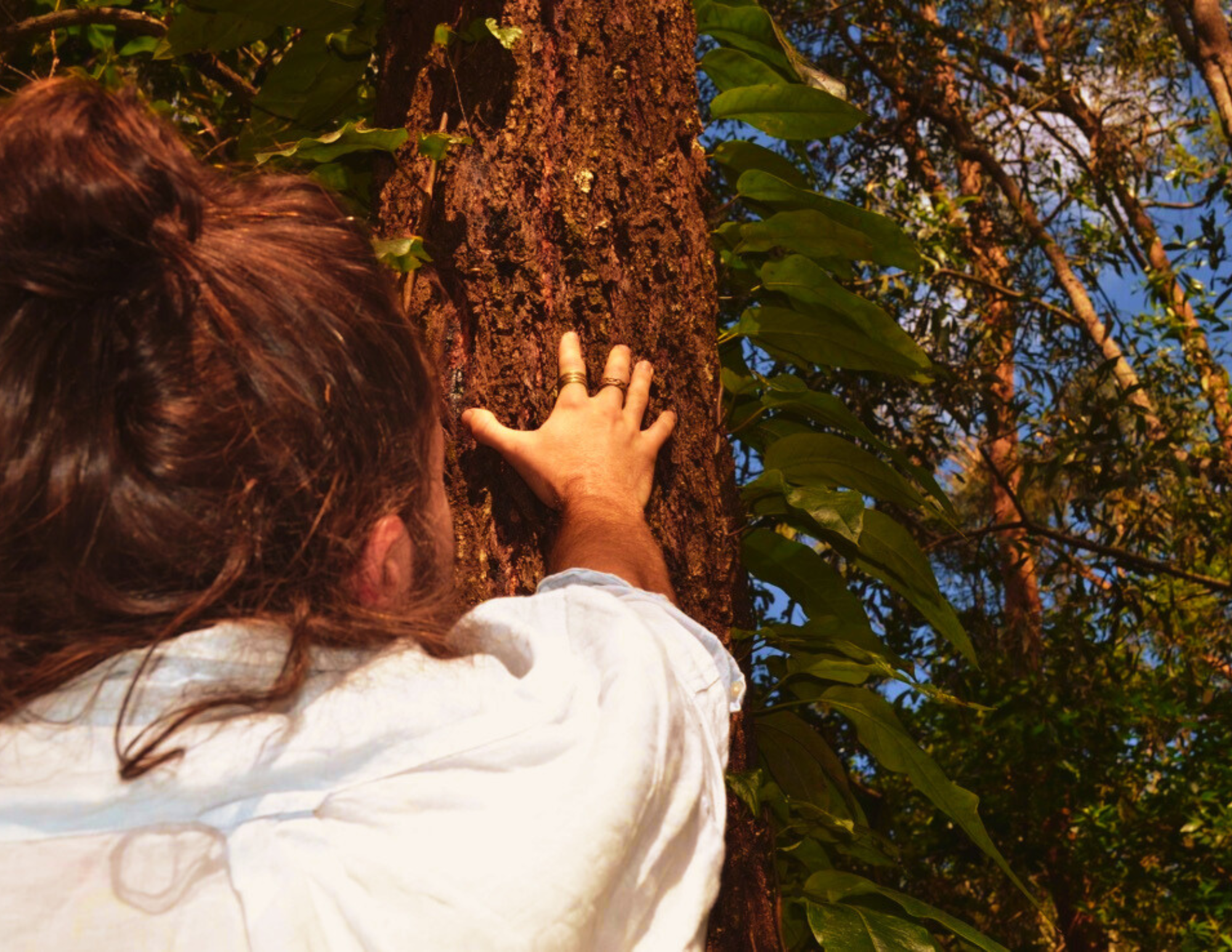 Person with long brown hair reaching out to touch the bark of a tree in a forest, with green leaves and blue sky visible in the background.