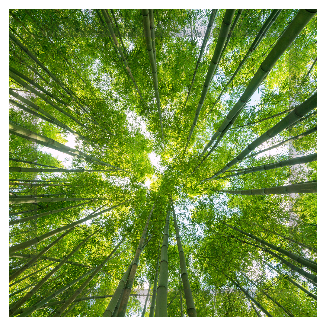 Looking up at tall green bamboo stalks with leaves and sunlight shining through.