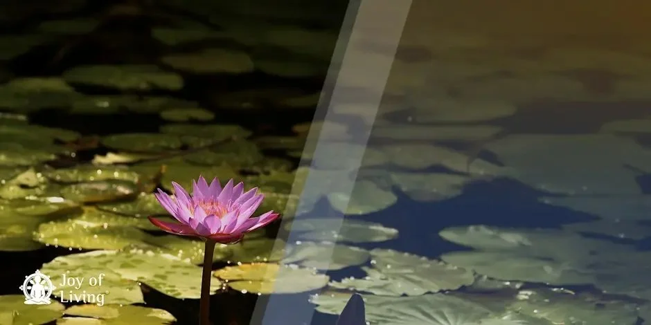 Opening the Heart: Joy of Living 2