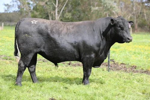 Angus seedstock bull
