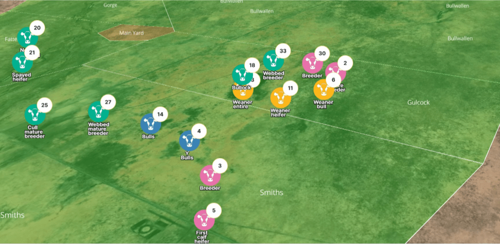 Paddock map view showing cattle herd with color-coded Stocktype icons and head counts by paddock