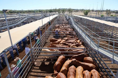 Commercial cattle at store sale