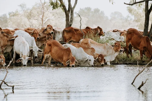 Brahman cattle drinking water