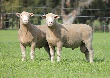 Dorper stud rams