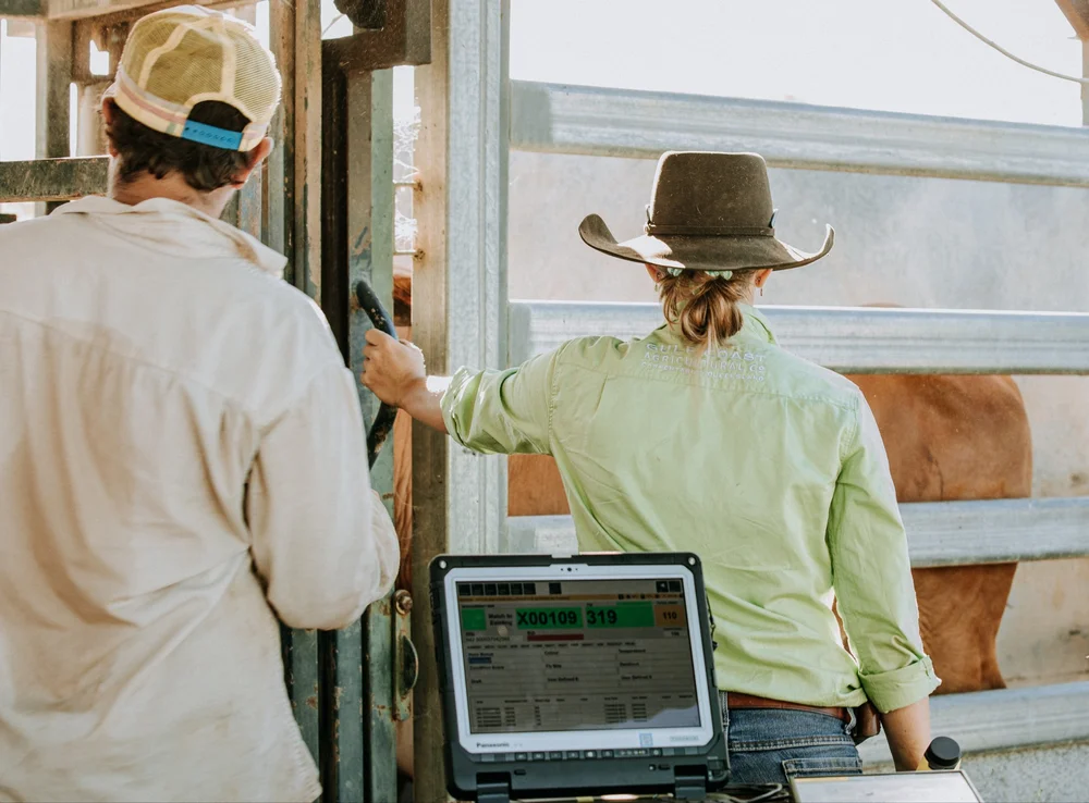 KoolCollect crush-side data capture at extensive pastoral station