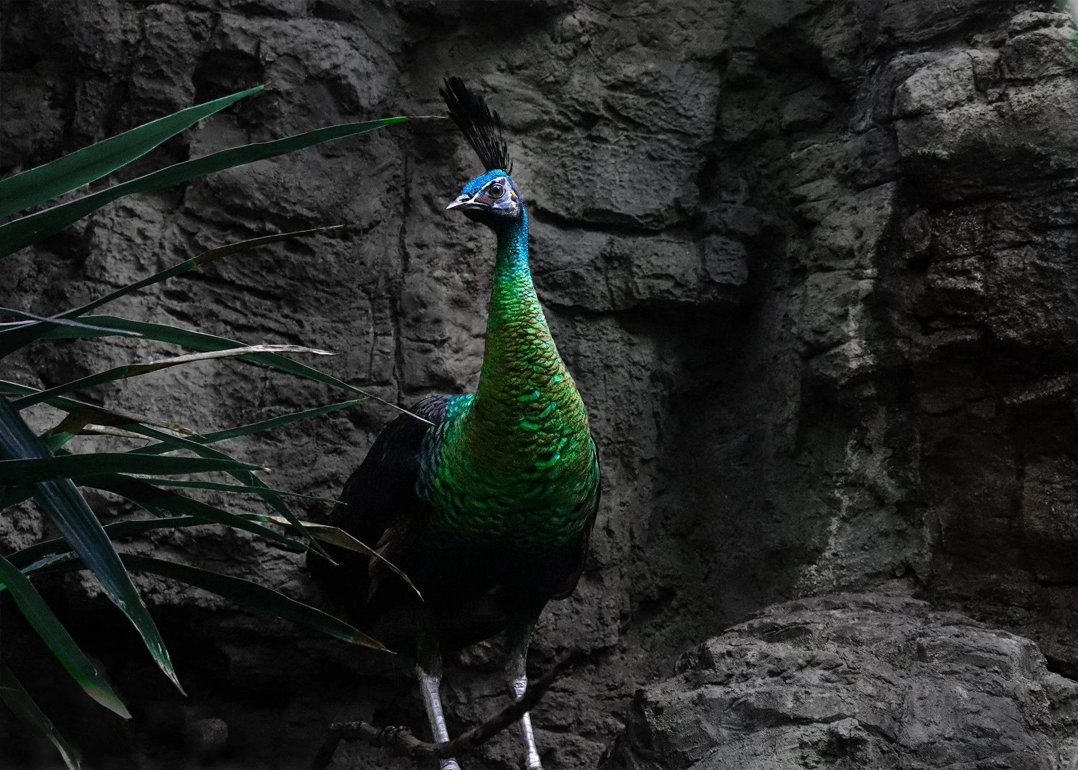 Copy of peacock final jpg.jpg