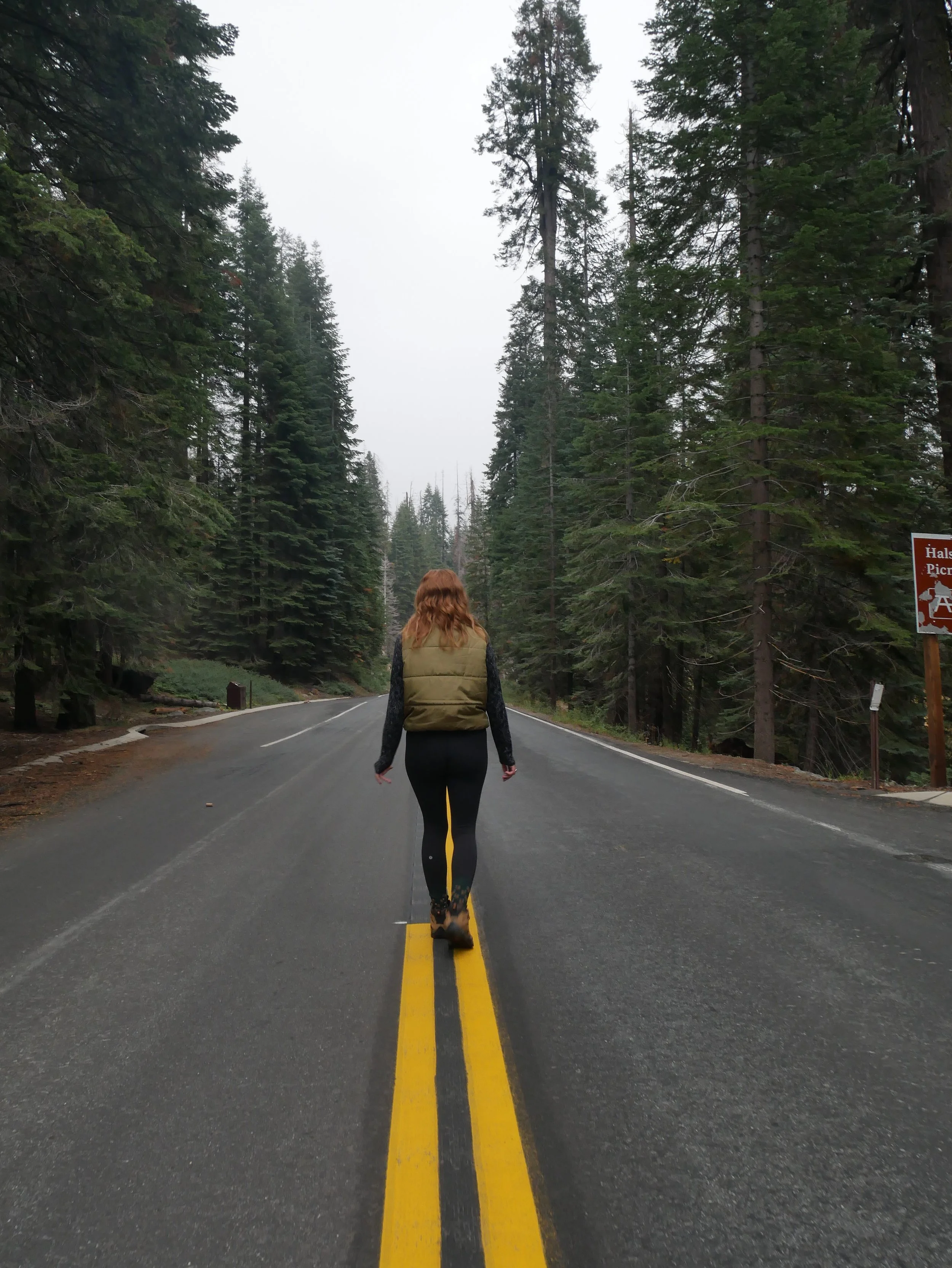 Sequoia