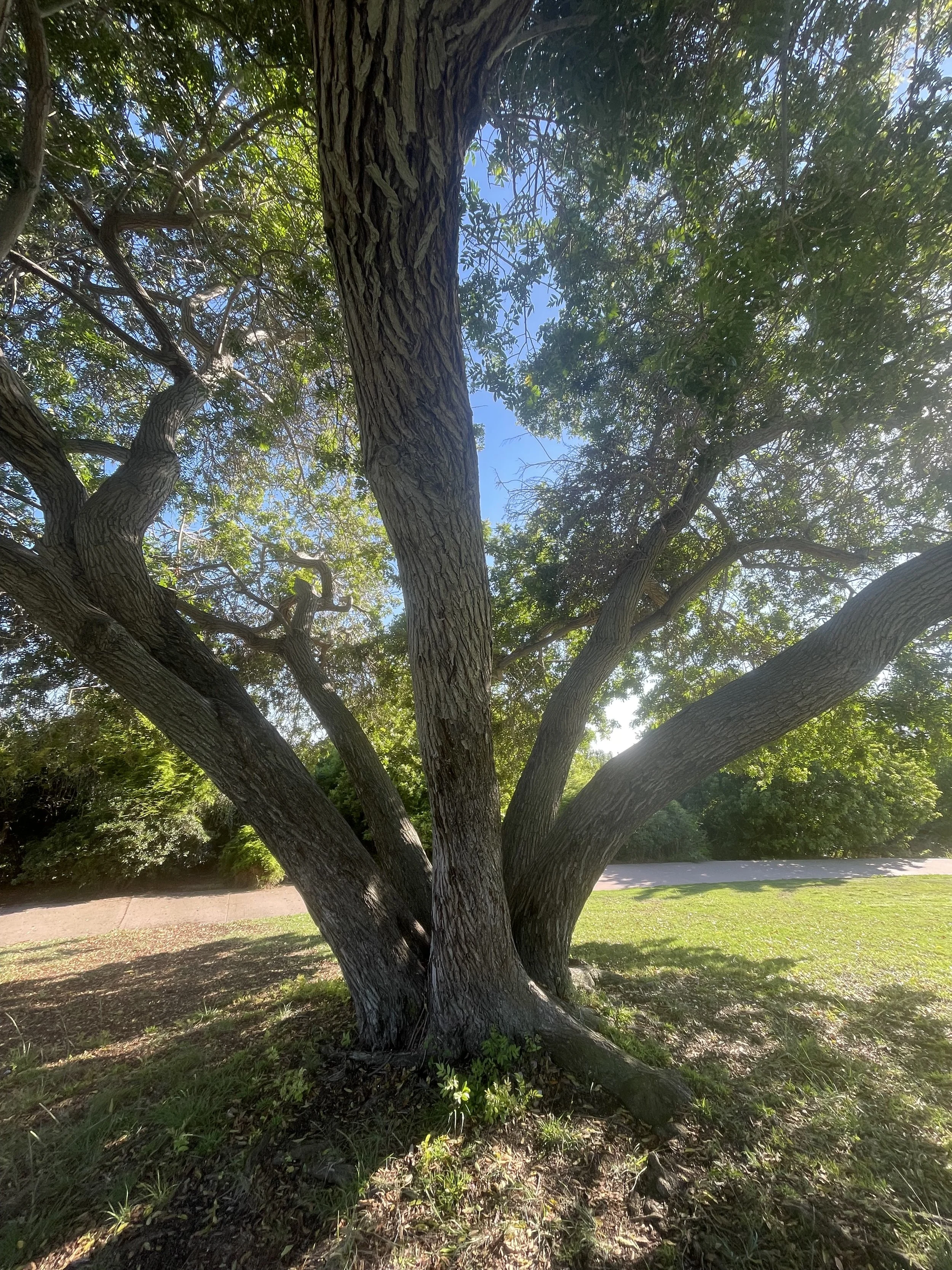 One day I found this magical 5-stumped tree??