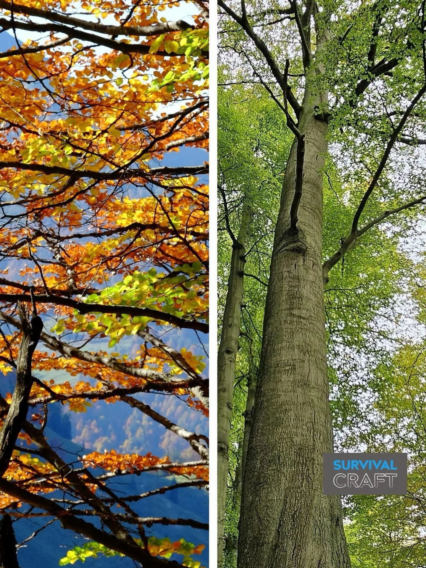 Widow Makers; Widow Makers are heavy branches or trees that fall down and kill or maim people sleeping below.

Beech trees are particularly susceptible to breaking off. This means that in a heavy storm, a forest may not be the safest place to reside 