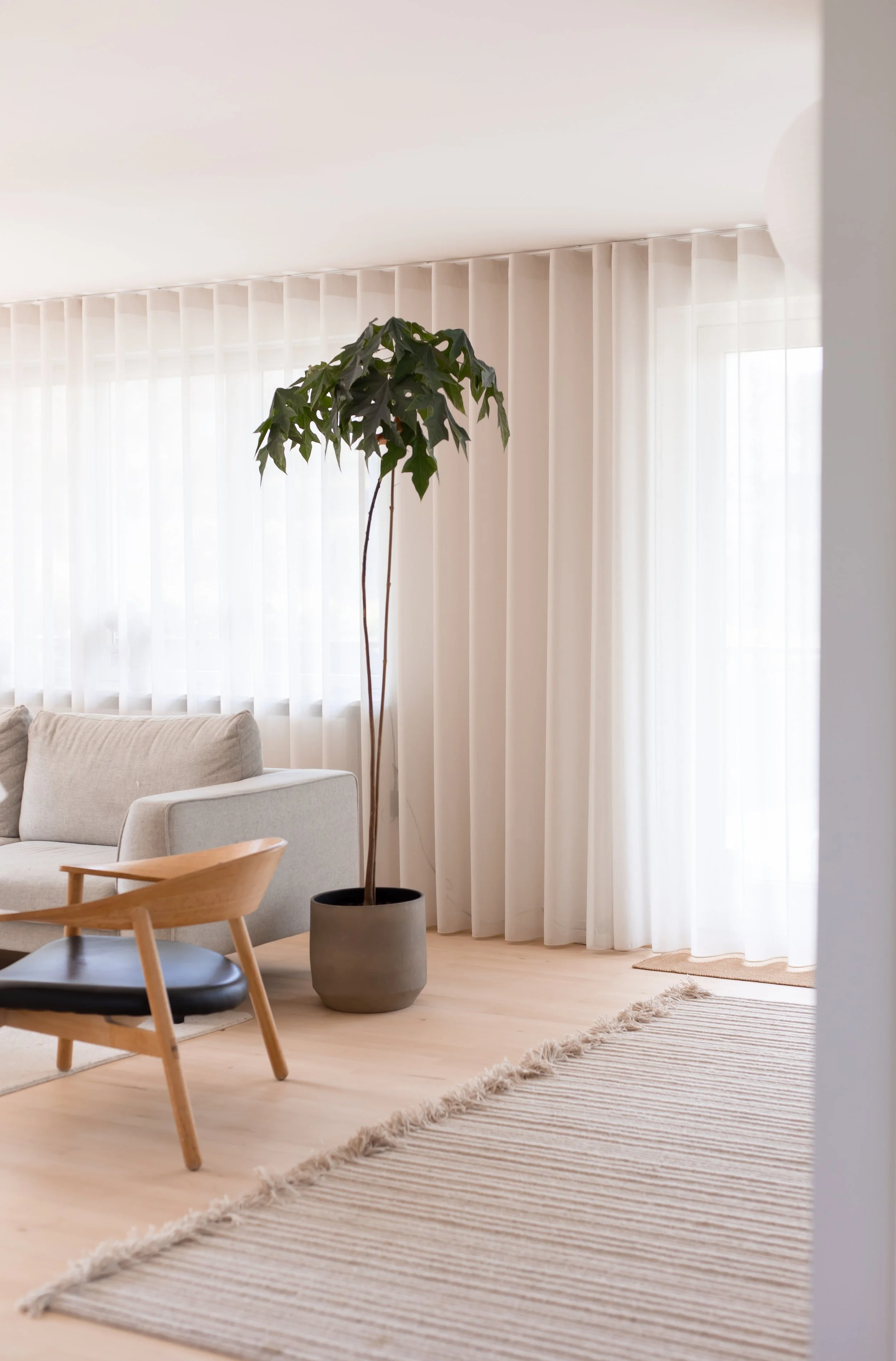Stue med beige sofa, træstol med sort sæde, stor indendørs plante i grå potte, hvide lange gardiner, trægulv og stribet beige tæppe.