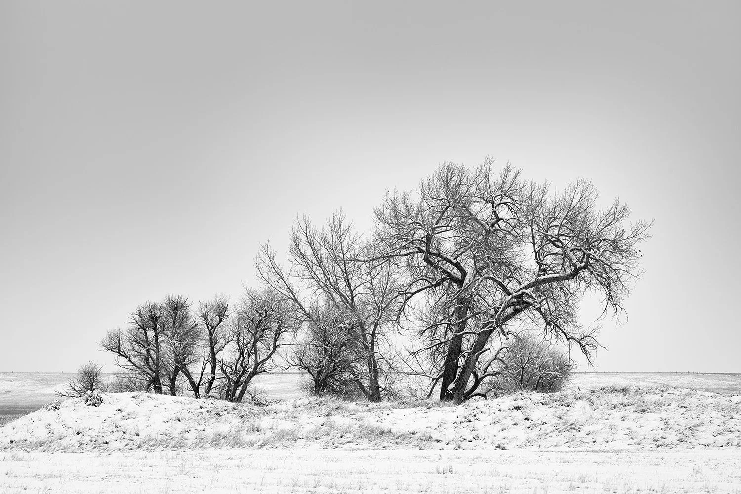 Snowy Trees, Study No. 11