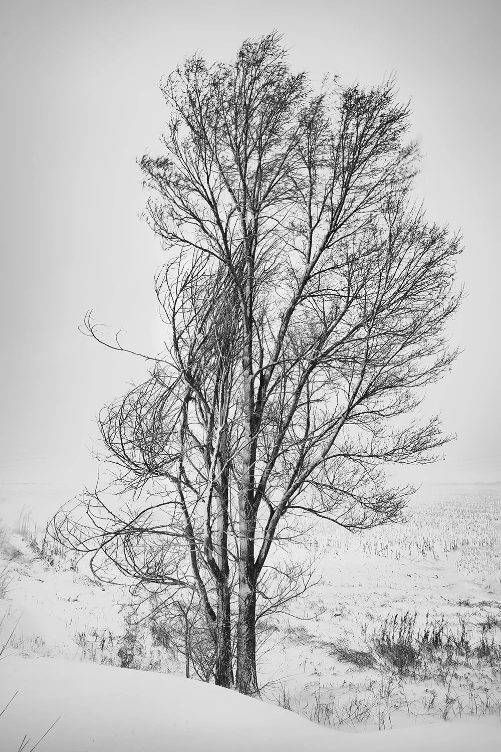 Snowy Trees, Study No. 10