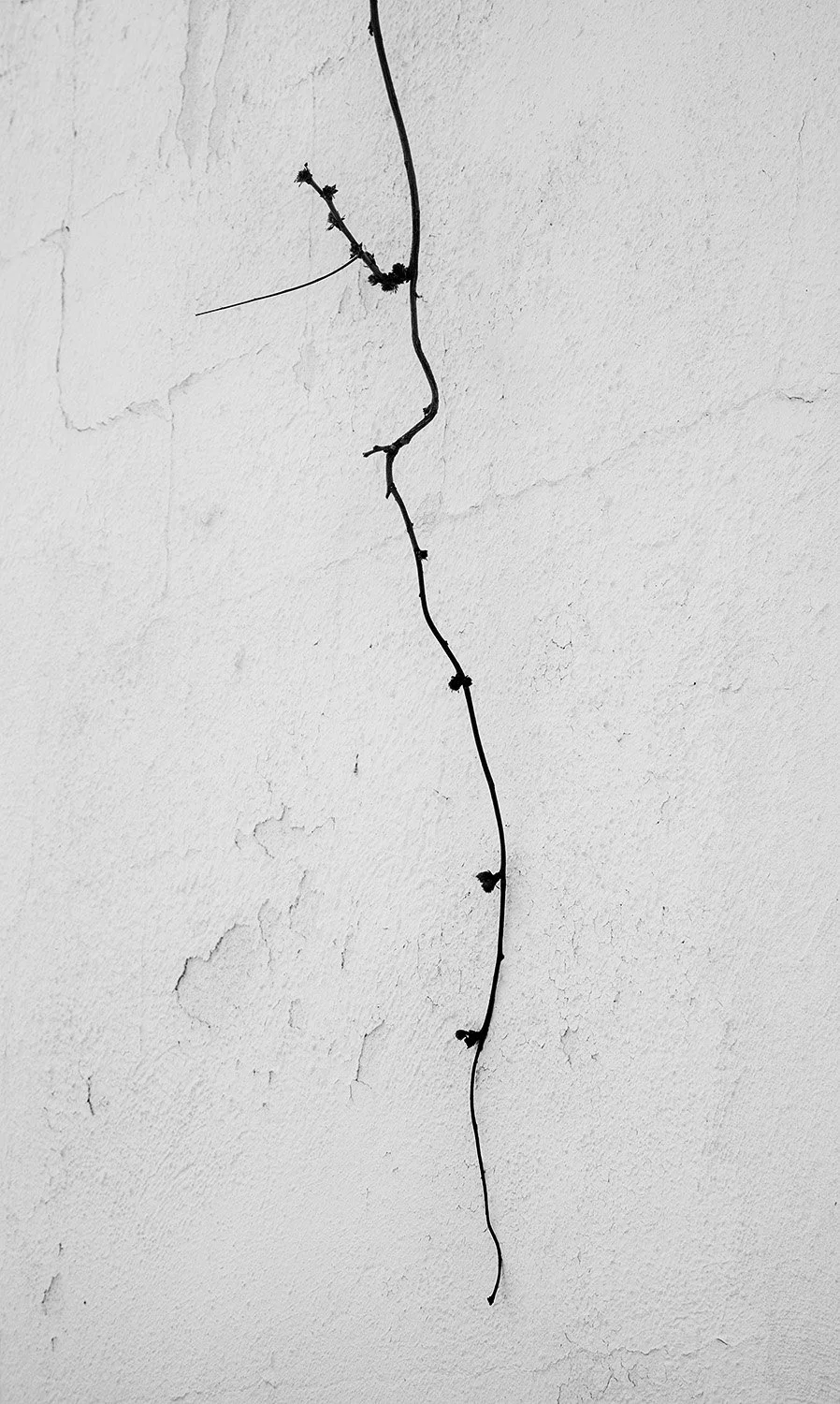 White Wall, Black Vine