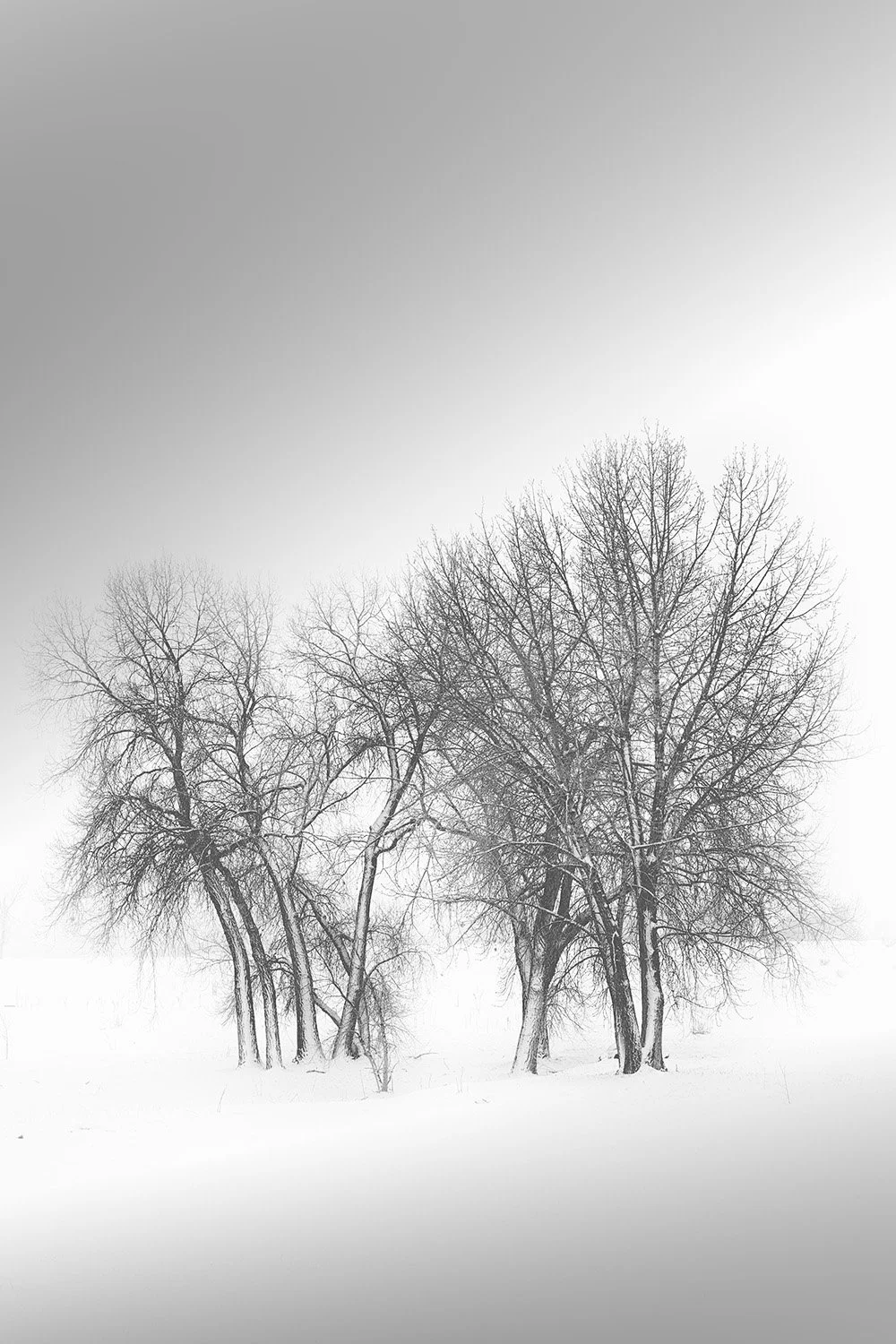 Snowy Trees, Study No. 1