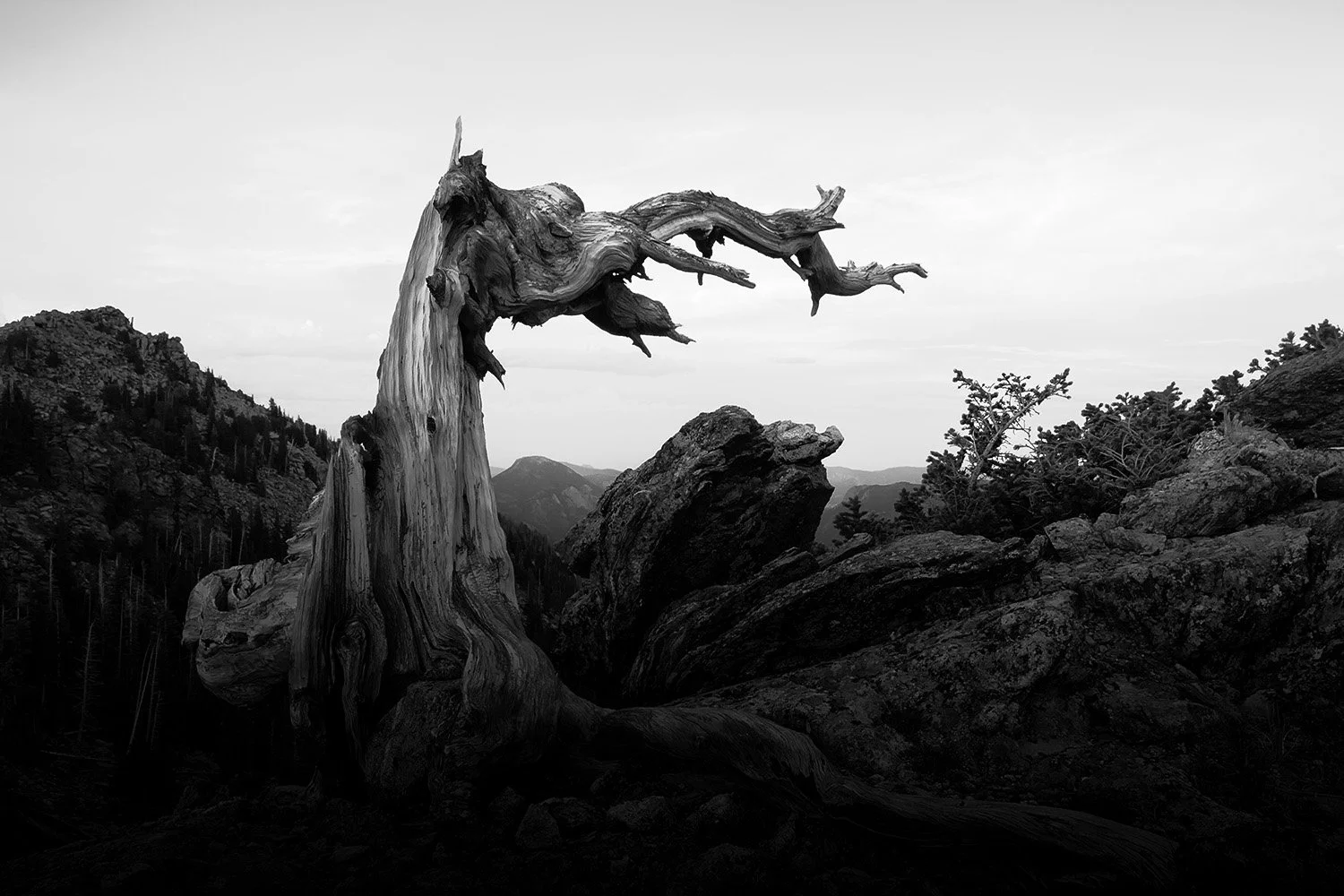 White Trees Series 1, No. 11