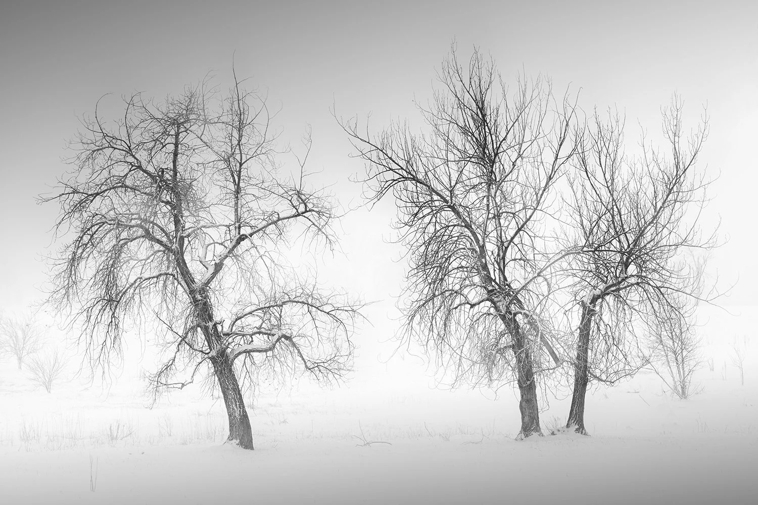 Snowy Trees, Study No. 2