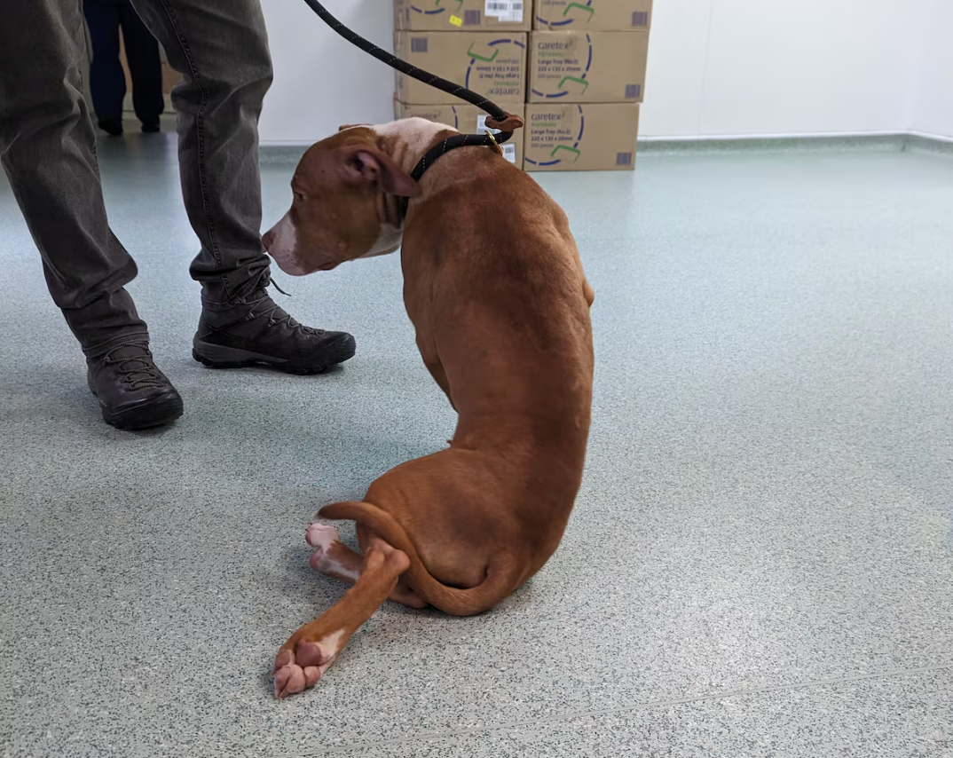 Calls for tougher sentencing after animal abuse