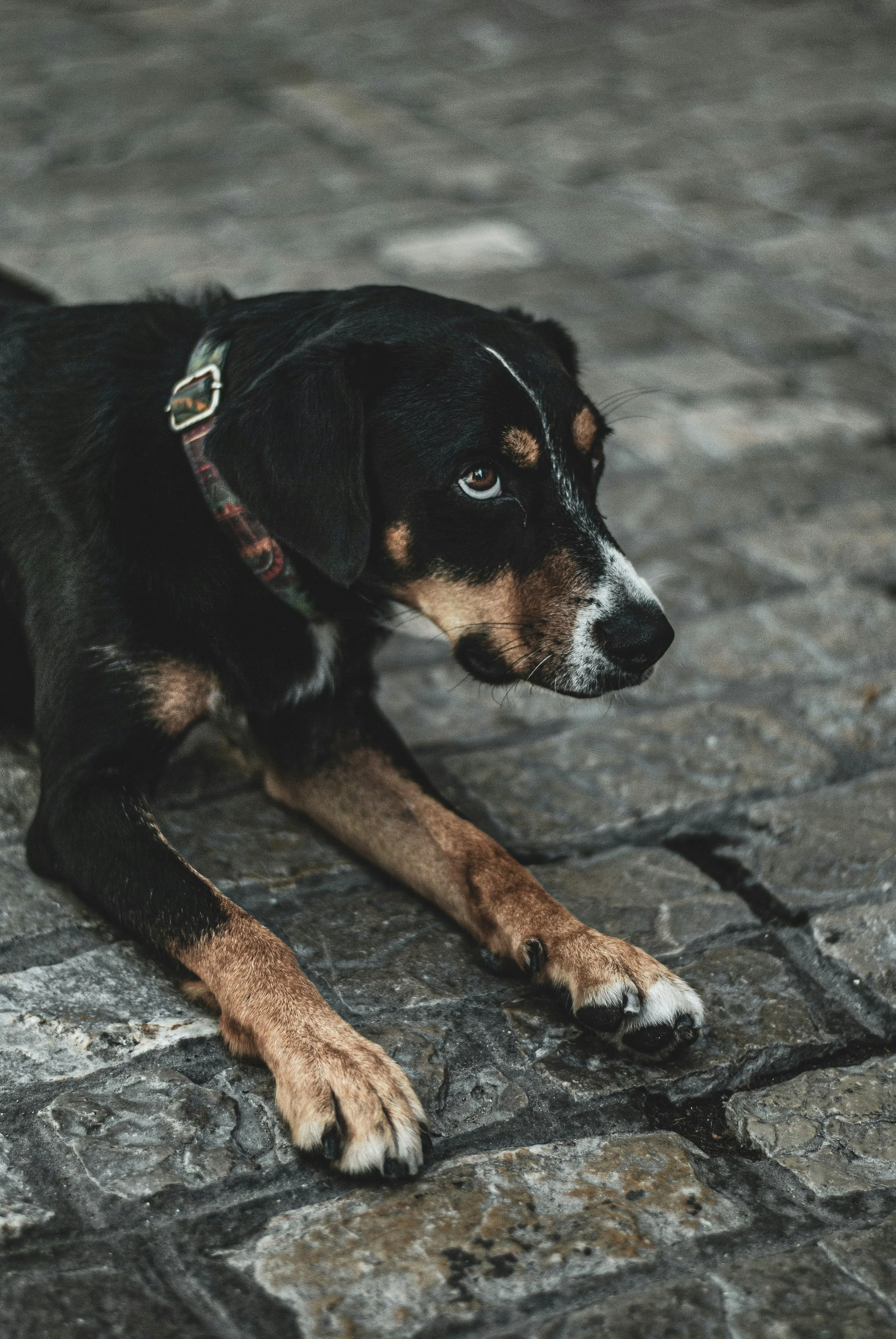 Protecting dogs from animal Abuse