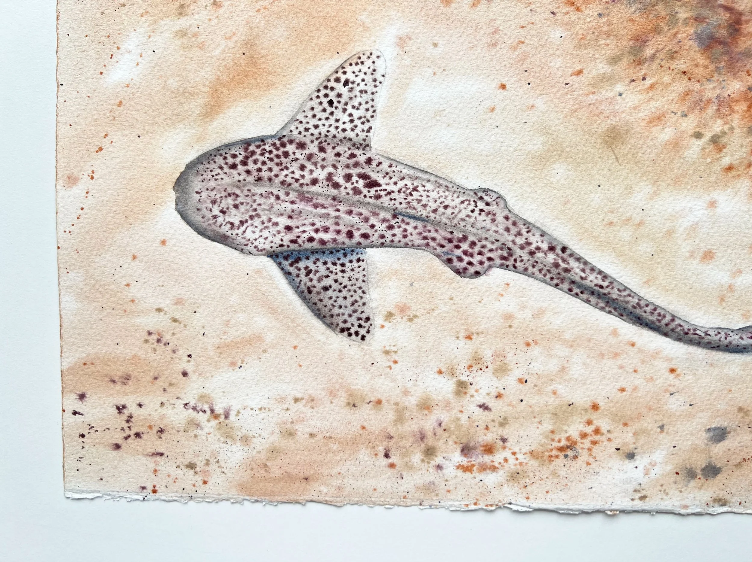 Close up of Leopard Shark. You can see the bottom left corner of the painting.