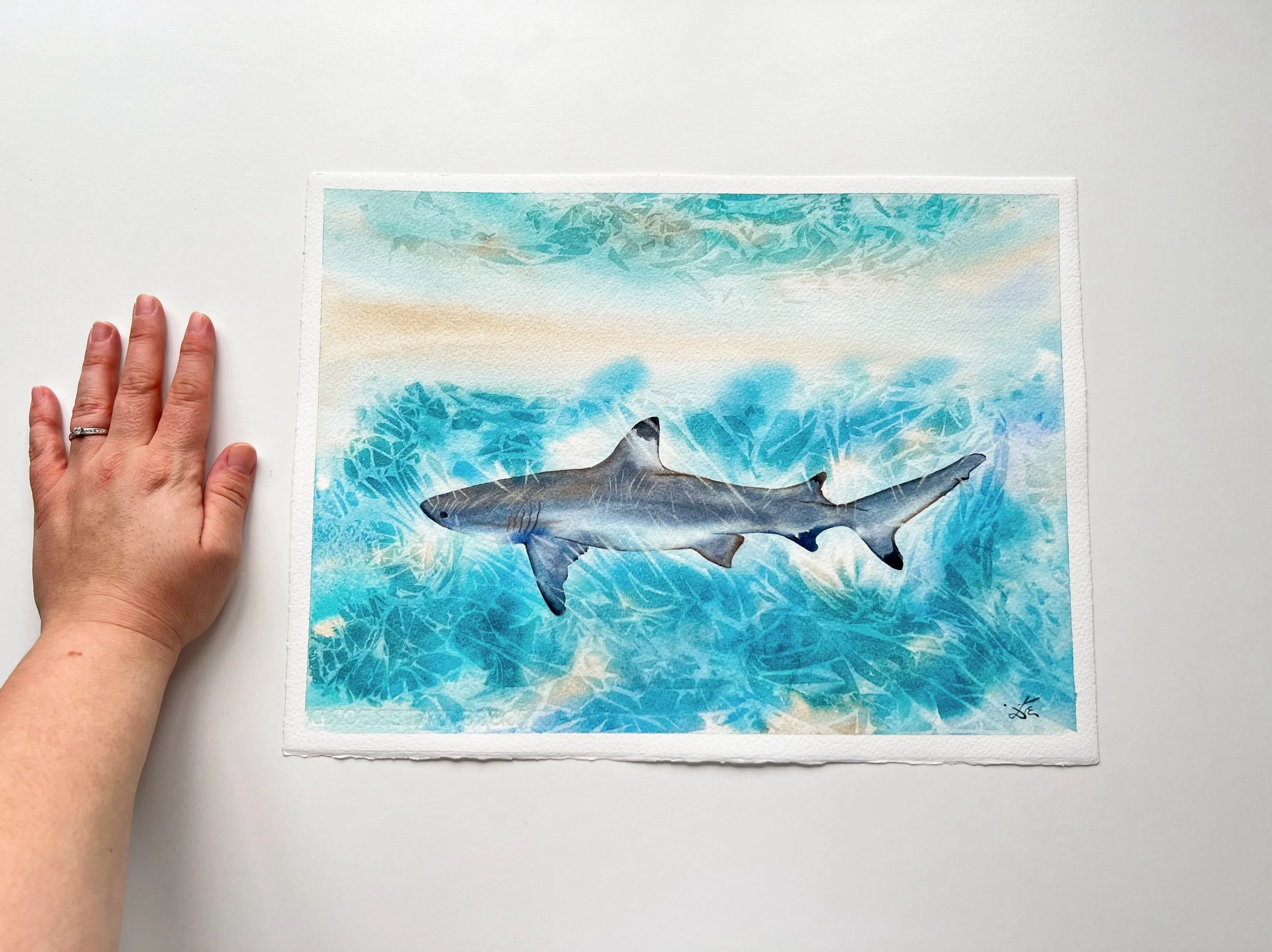 Close up from the Sunlit Shark where I am holding it for size measuring. Original Watercolor Painting of a Blue Shark