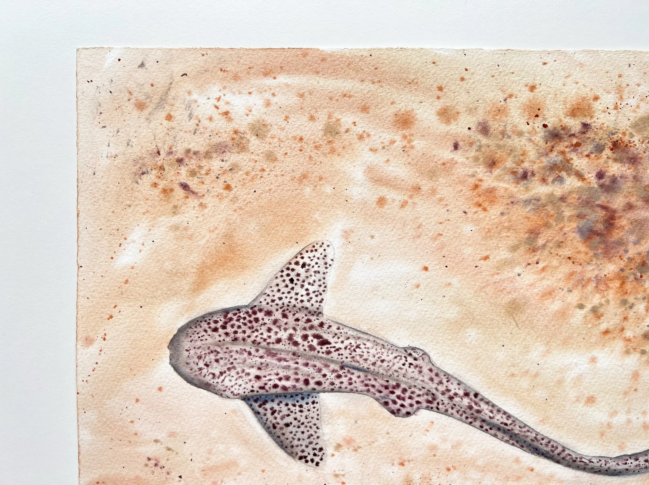 Close up of Leopard Shark. You can see the top left corner of the painting.
