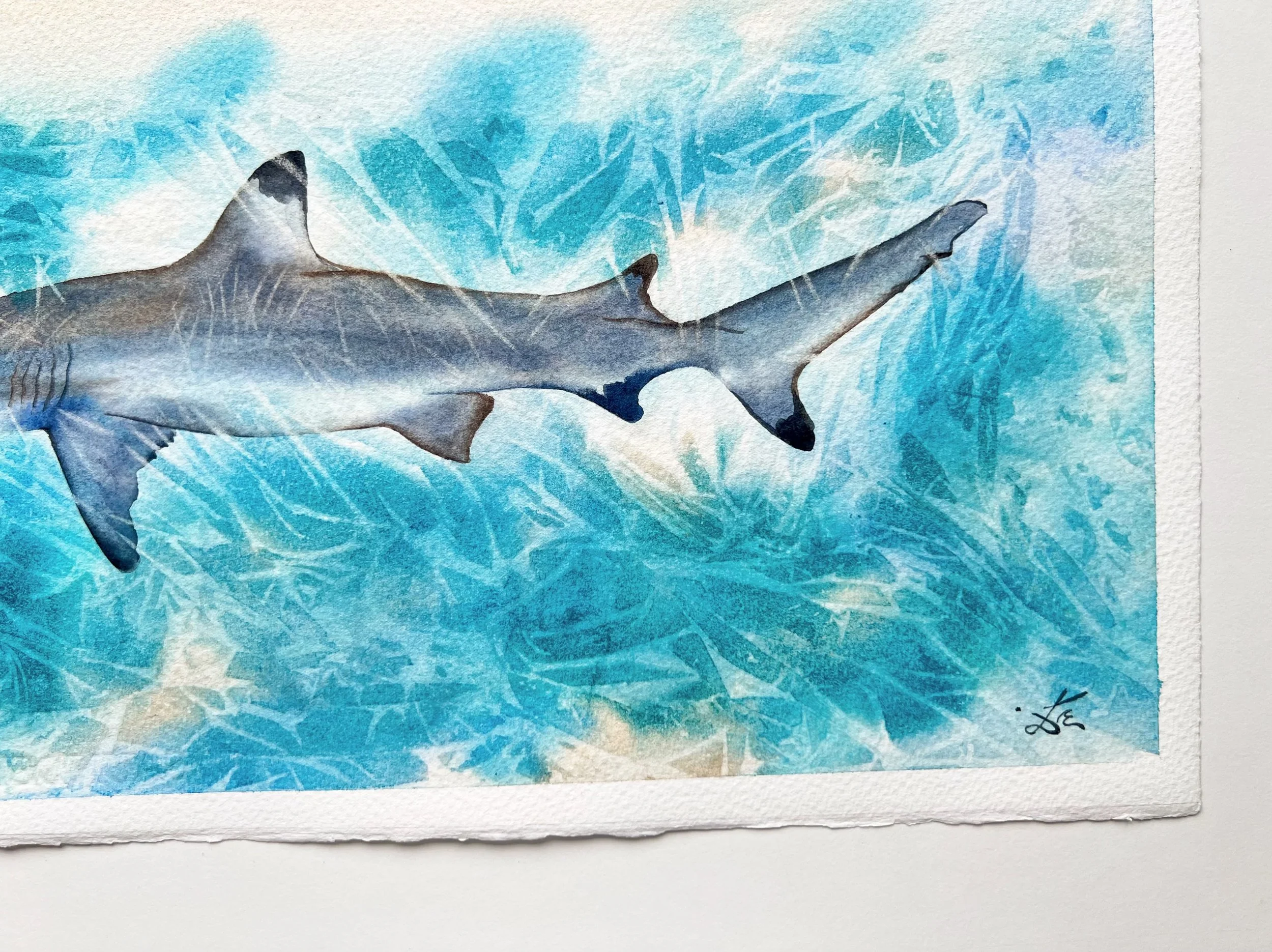 super zoomed bottom right corner of the blue shark