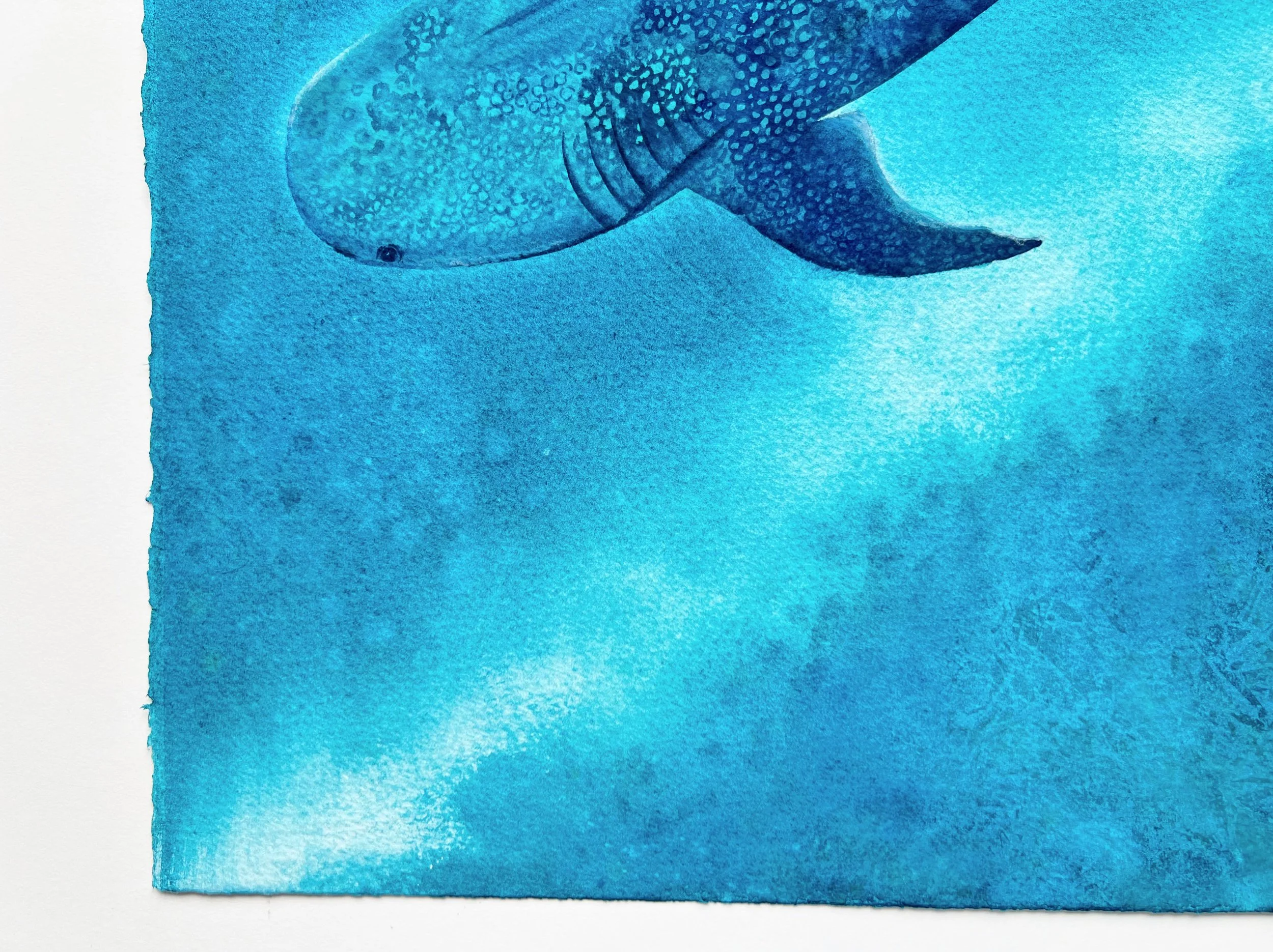 A closeup of the head of a whale shark swimming underwater and the entire bottom left corner.